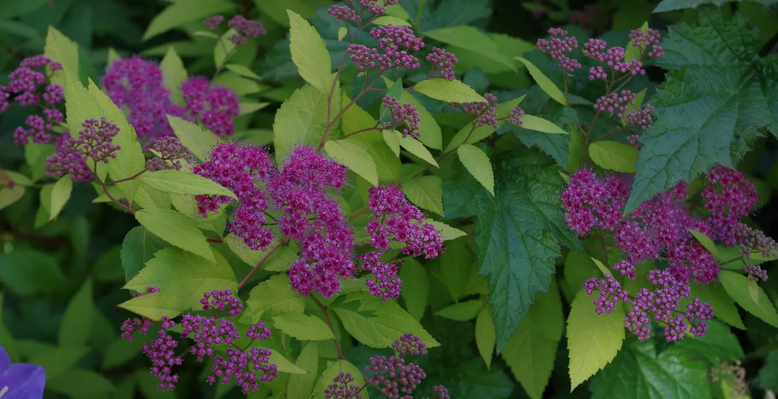 Pink Spirea (Spiraea Japonica) — or as a standout specimen in garden beds; this low-maintenance shrub offers a splash of color and attracts pollinators while