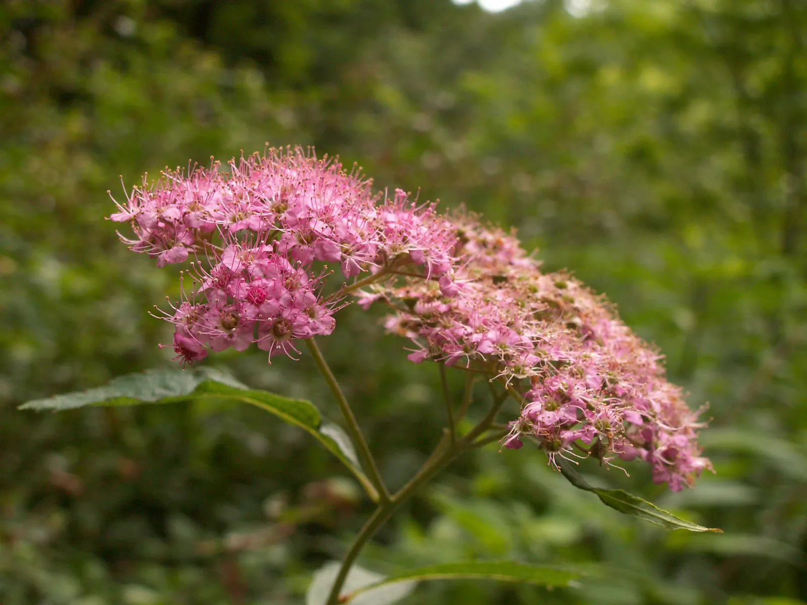Pink Spirea (Spiraea Japonica) — each measuring up to a third of an inch across