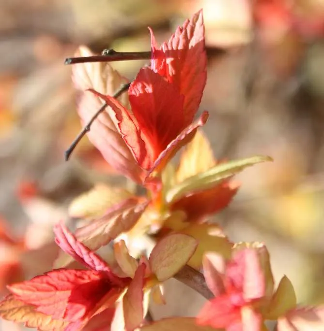 Pink Spirea (Spiraea Japonica) — consider its continuous seasonal interest and ease of care; ensuring a delightful contribution to the client's, image 80