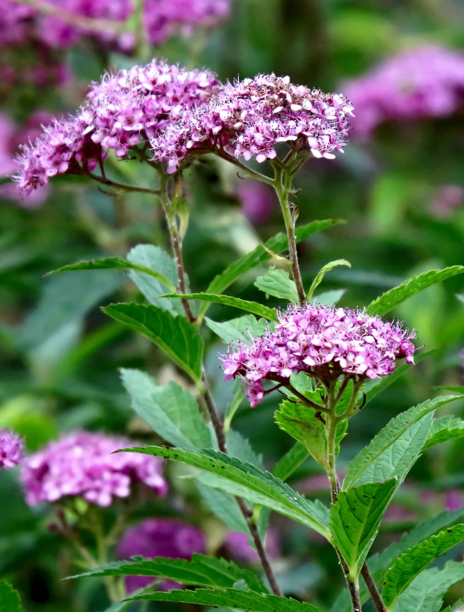 Pink Spirea (Spiraea Japonica) — mounded shape that is ideal for border plantings; ensuring a delightful contribution to the client's outdoor space
