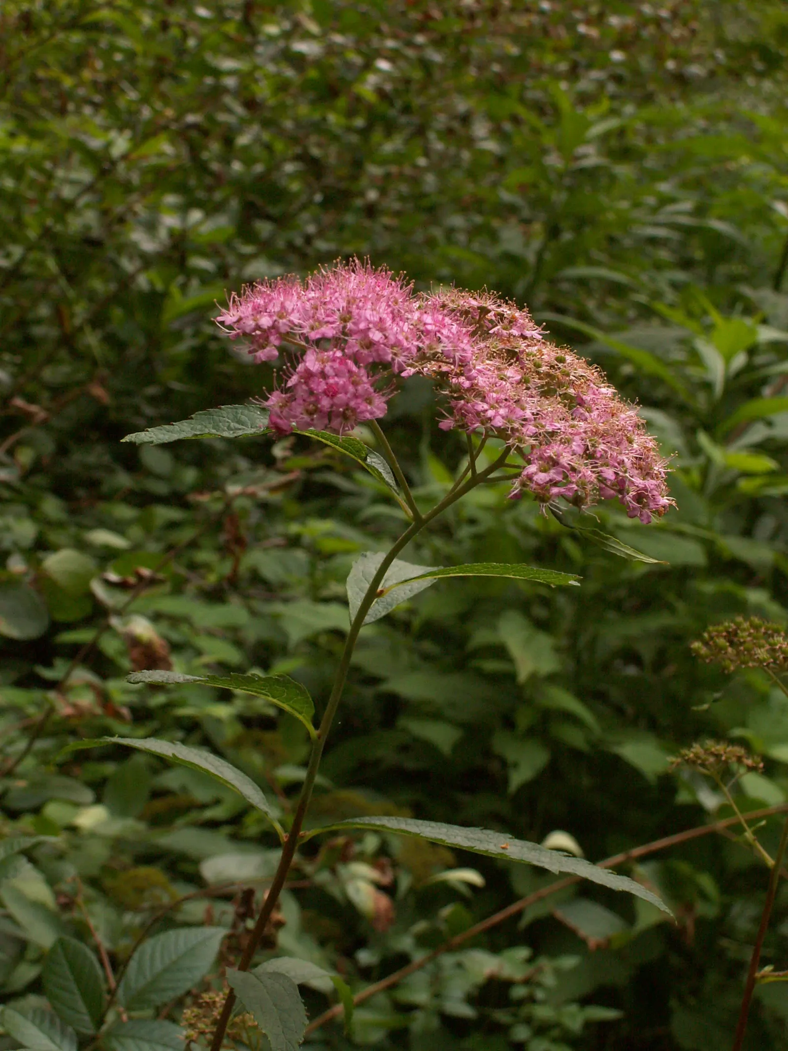 Pink Spirea (Spiraea Japonica) — It thrives in well-draining soil and requires moderate moisture; though it can tolerate partial shade