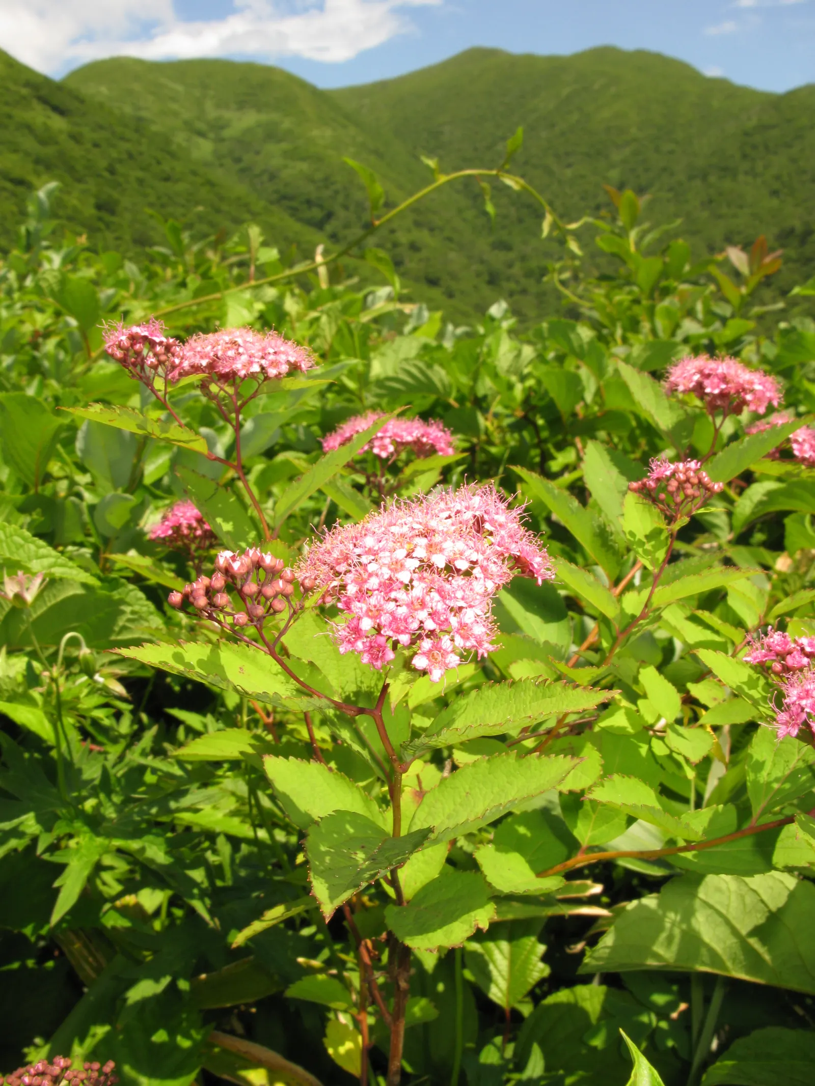 Pink Spirea (Spiraea Japonica) — this low-maintenance shrub offers a splash of color and attracts pollinators while resisting deer; ensuring a delightful