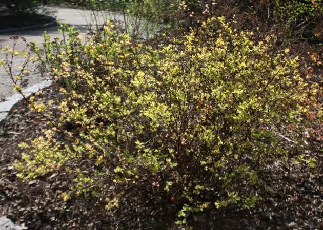 Pink Spirea (Spiraea Japonica) — enhancing the ecological value of the plant.<br><br>For optimal vigor and blooming; ensuring a delightful, image 72
