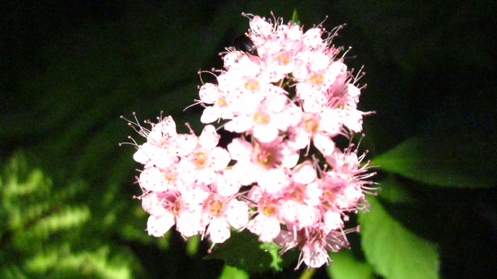 Pink Spirea (Spiraea Japonica) — approximately 1 to 3 inches long; this low-maintenance shrub offers a splash of color and attracts pollinators, image 69