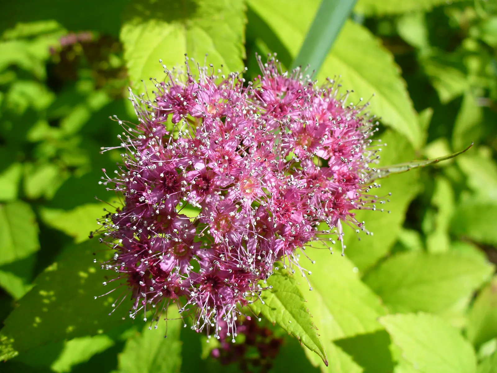 Pink Spirea (Spiraea Japonica) — mounded shape that is ideal for border plantings; ensuring a delightful contribution to the client's outdoor space, image 92