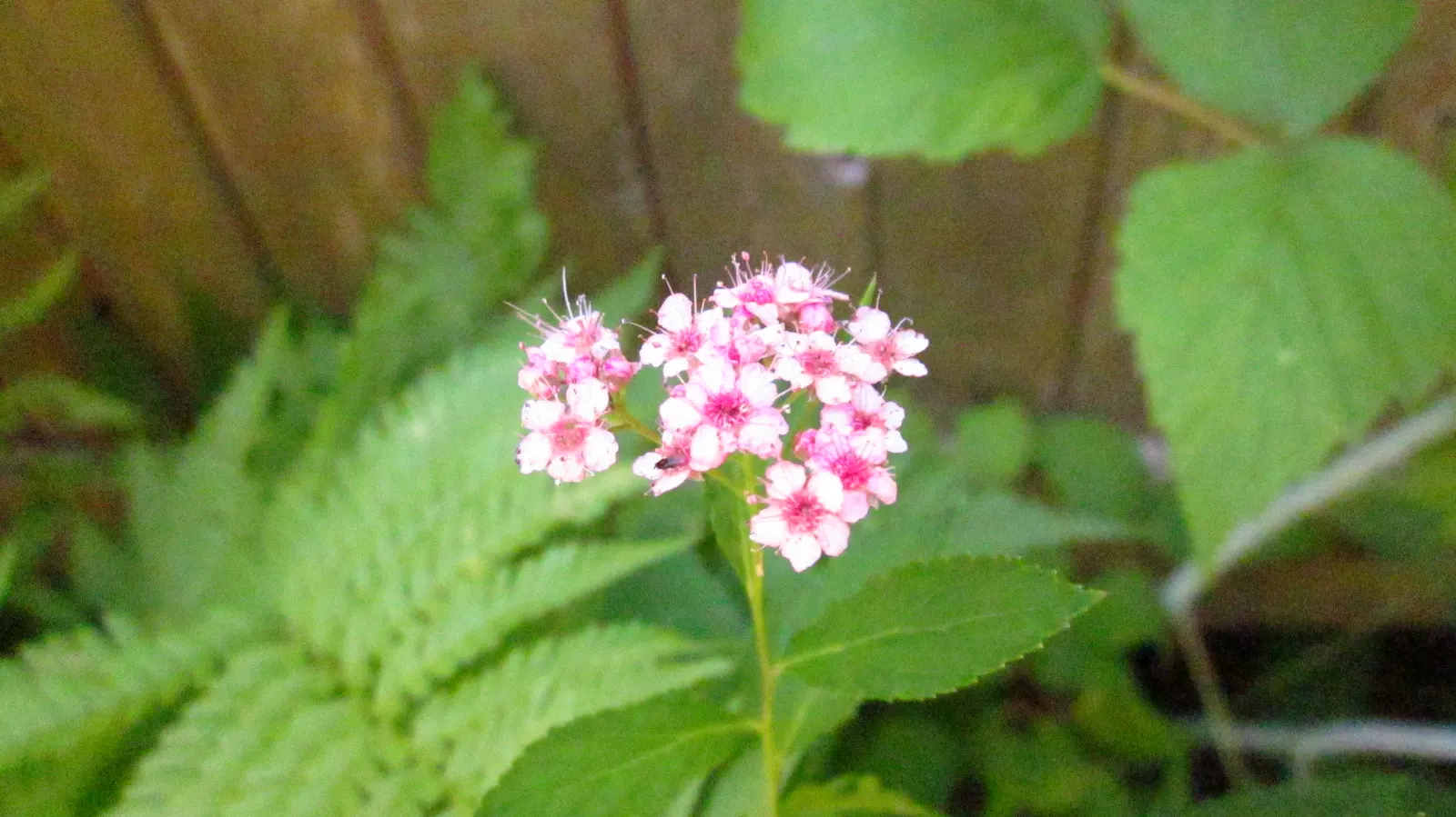Pink Spirea (Spiraea Japonica) — Ideal for borders and foundation plantings