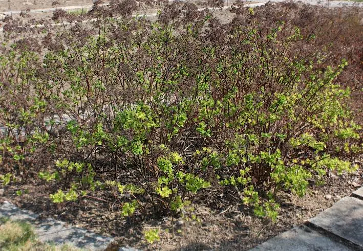 Pink Spirea (Spiraea Japonica) — this plant is well-suited for USDA hardiness zones 4 through 8; though it can tolerate partial shade, image 91