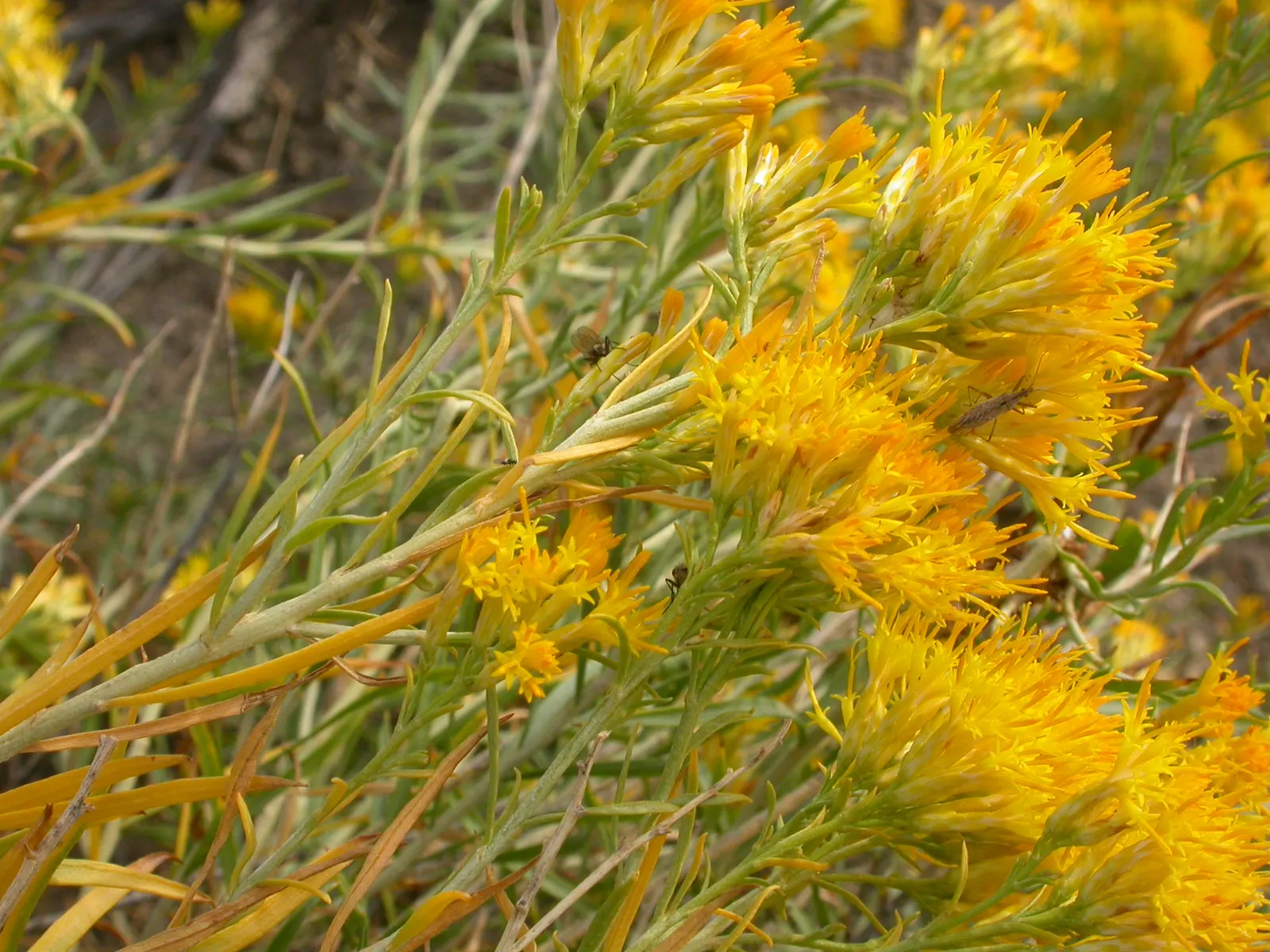 Rubber Rabbitbrush (Chrysothamnus Nauseosus) — sandy or rocky conditions.<br><br>When incorporating Rubber Rabbitbrush into a design
