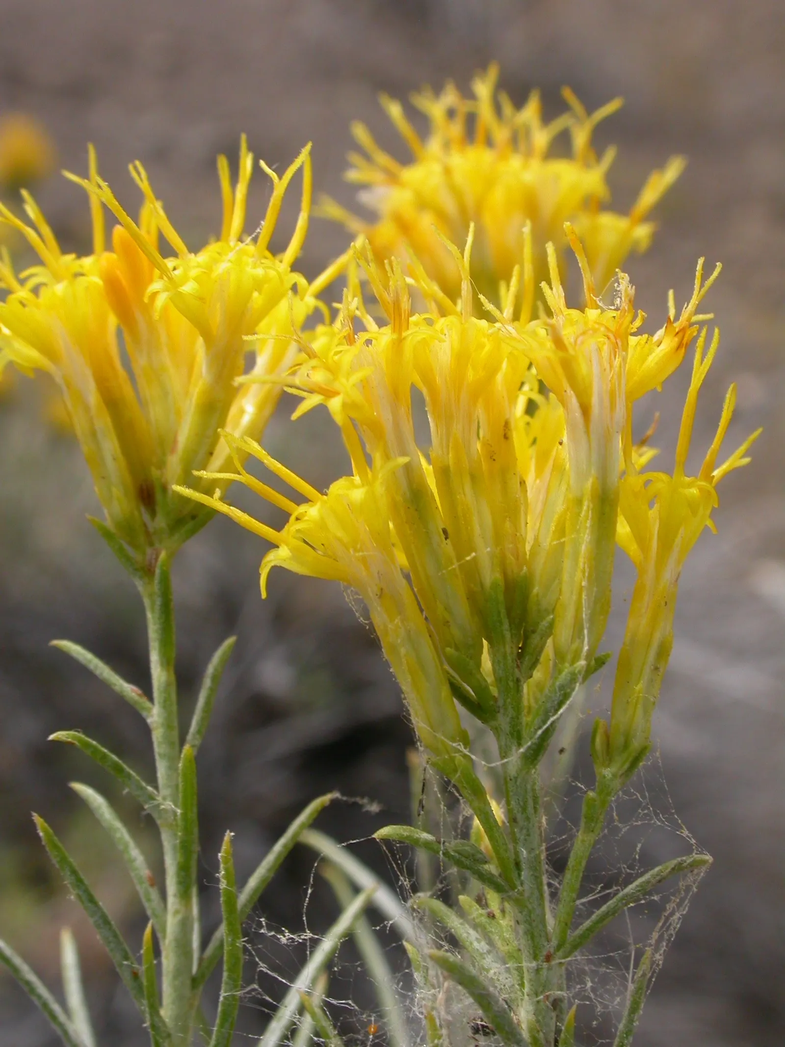 Rubber Rabbitbrush (Chrysothamnus Nauseosus) — the Rubber Rabbitbrush thrives in USDA hardiness zones 4 through 9