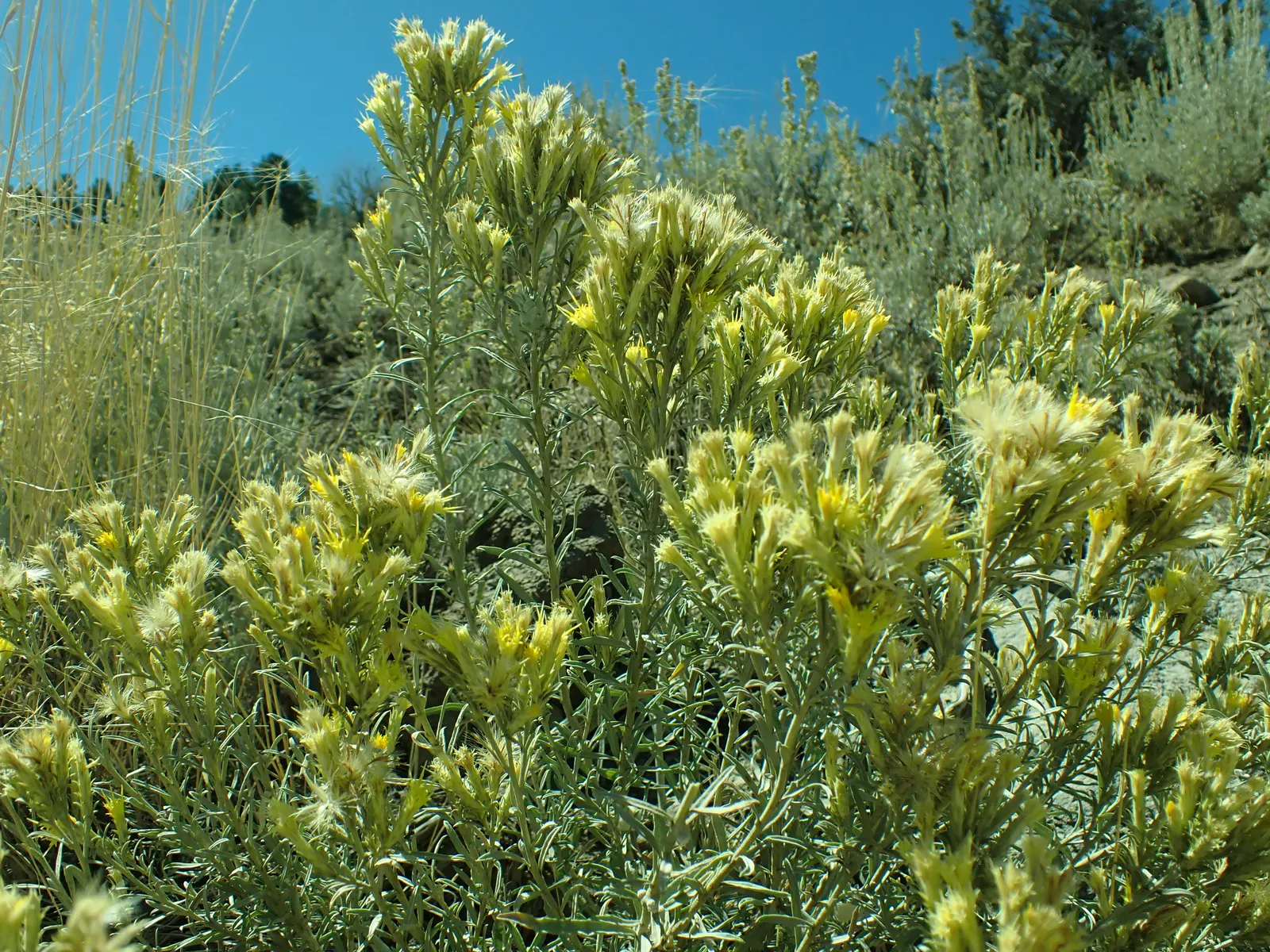Rubber Rabbitbrush (Chrysothamnus Nauseosus) — which bloom profusely in the late summer through fall; this plant is known for its distinctive silvery-grey
