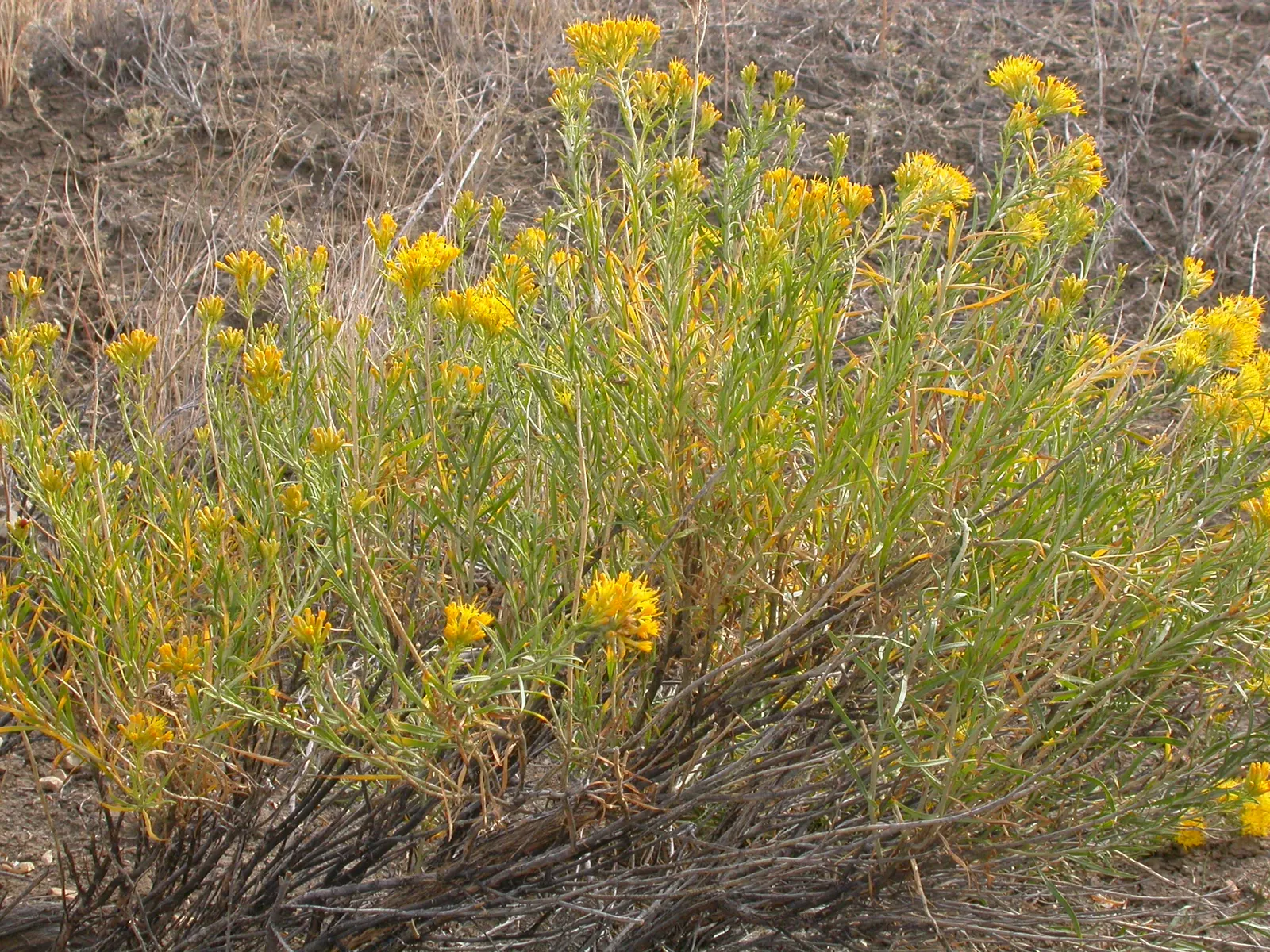 Rubber Rabbitbrush (Chrysothamnus Nauseosus) — demonstrating its adaptability to a wide range of temperatures