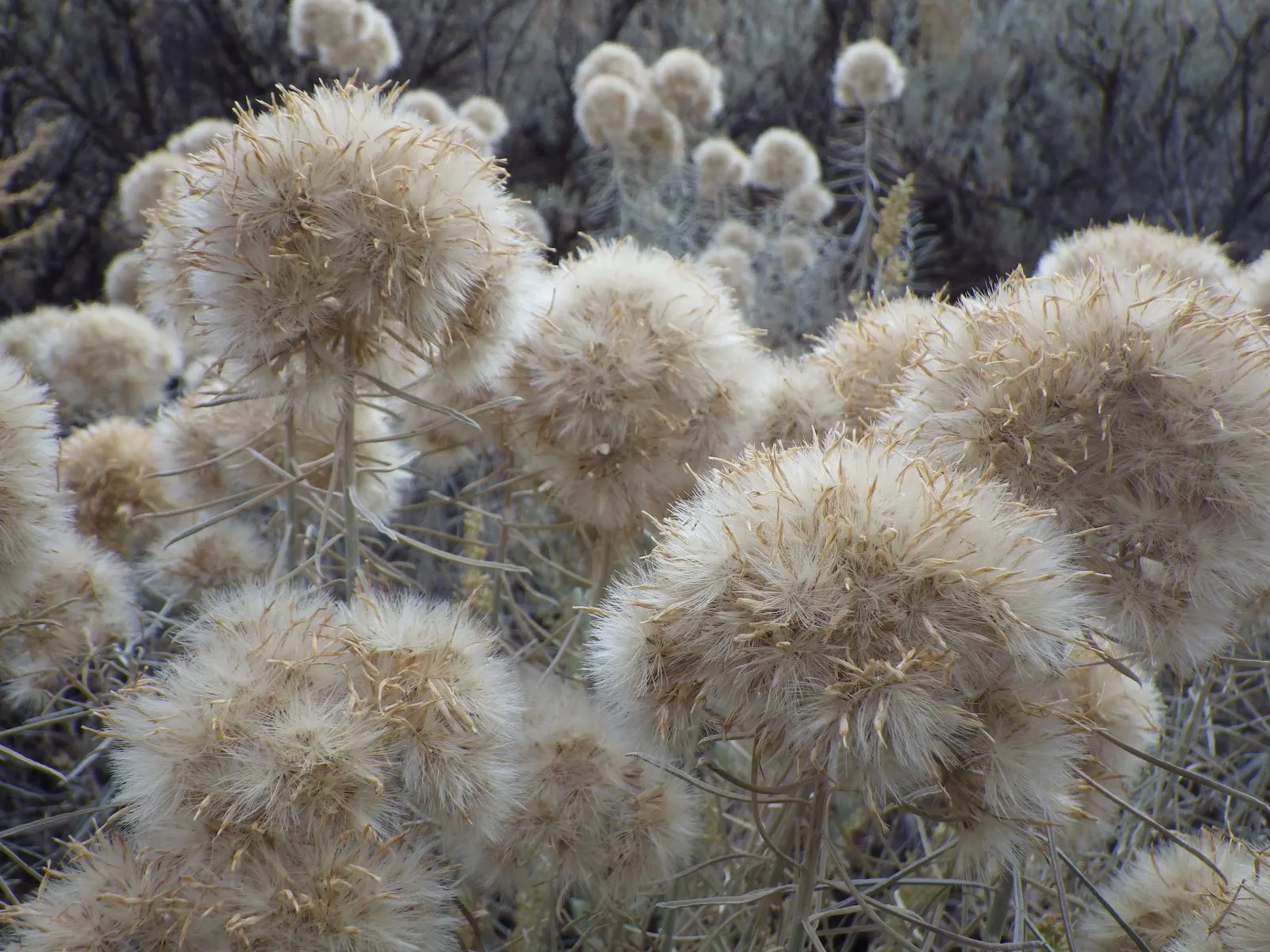 Rubber Rabbitbrush (Chrysothamnus Nauseosus) — making it an excellent choice for landscape designs focused on sustainability