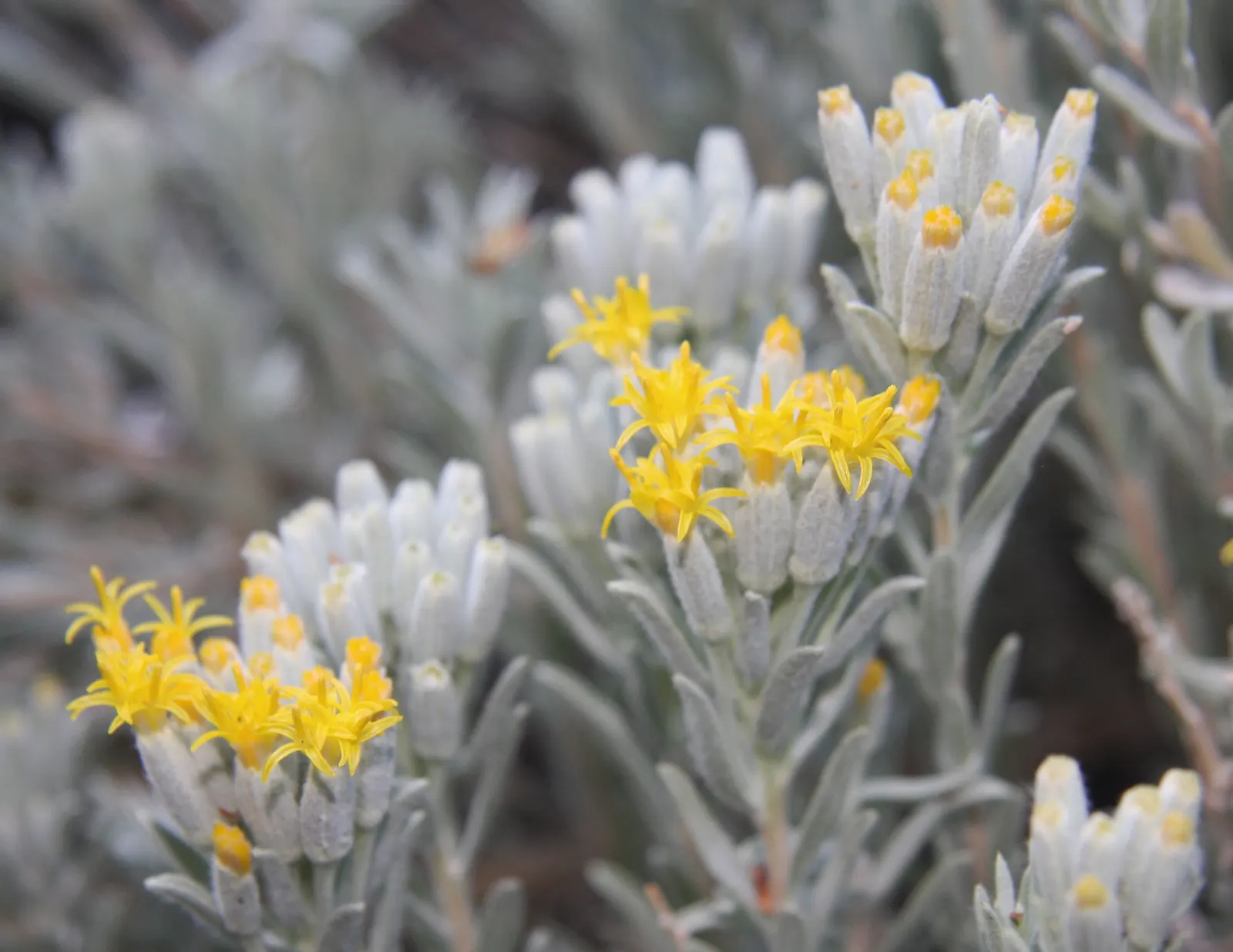 Rubber Rabbitbrush (Chrysothamnus Nauseosus) — Limited maintenance is required