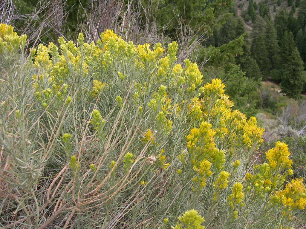 Rubber Rabbitbrush (Chrysothamnus Nauseosus) — it is suitable for soil stabilization and erosion control
