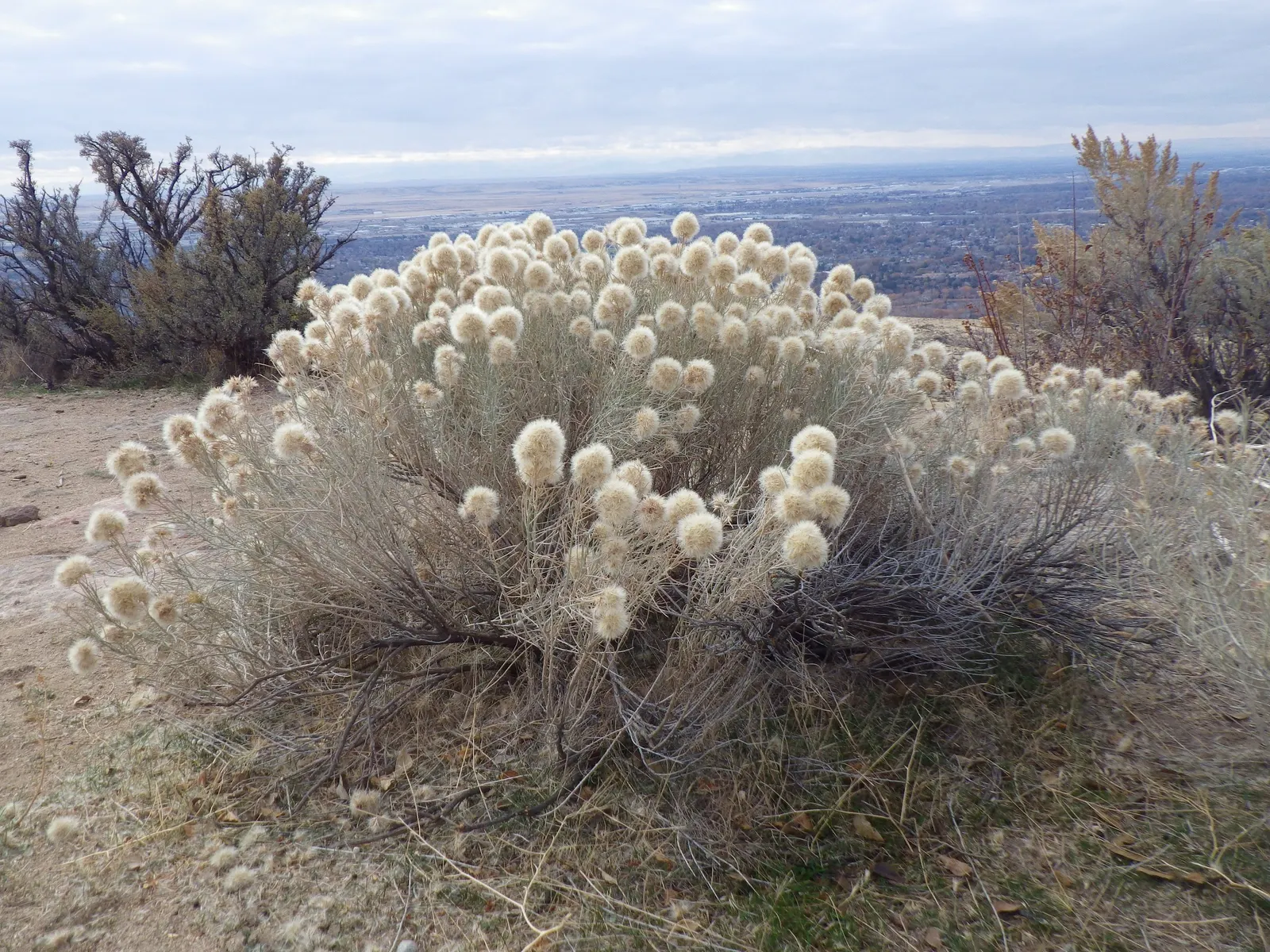 Rubber Rabbitbrush (Chrysothamnus Nauseosus) — yellow flowers in the garden