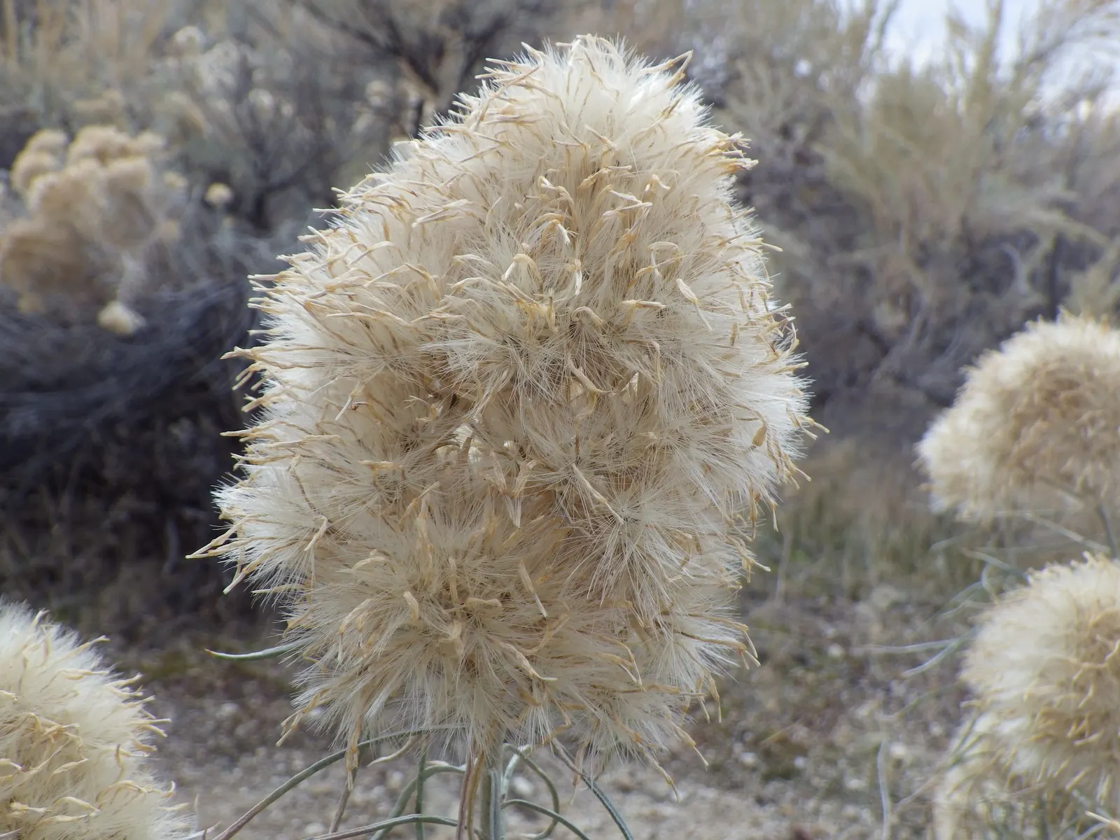 Rubber Rabbitbrush (Chrysothamnus Nauseosus) — The plant prefers full sun exposure and is extremely drought-tolerant once established
