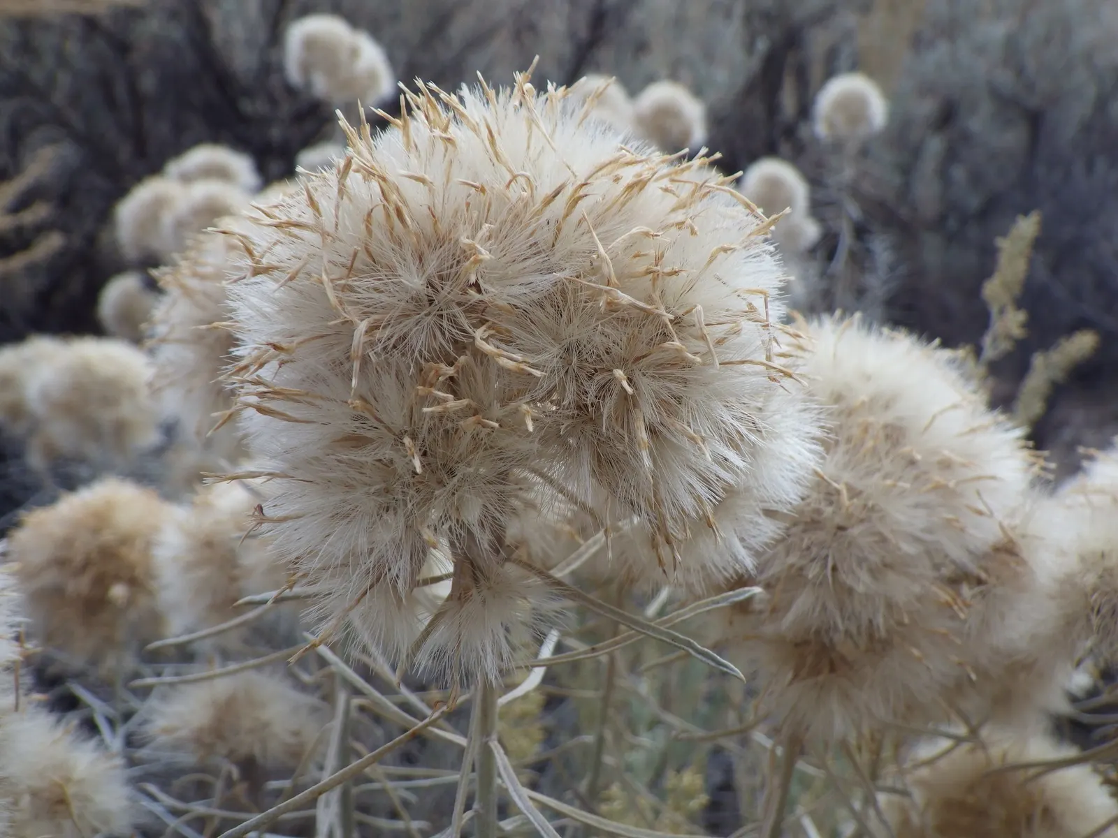 Rubber Rabbitbrush (Chrysothamnus Nauseosus) — Renowned for its hardy nature and vibrant yellow blooms in late summer to fall, it thrives in USDA zones 4-9