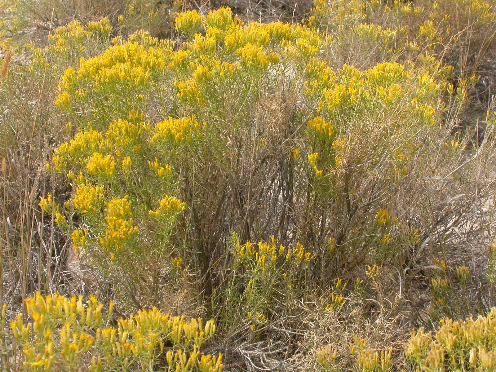 Rubber Rabbitbrush (Chrysothamnus Nauseosus) — with minimal maintenance required