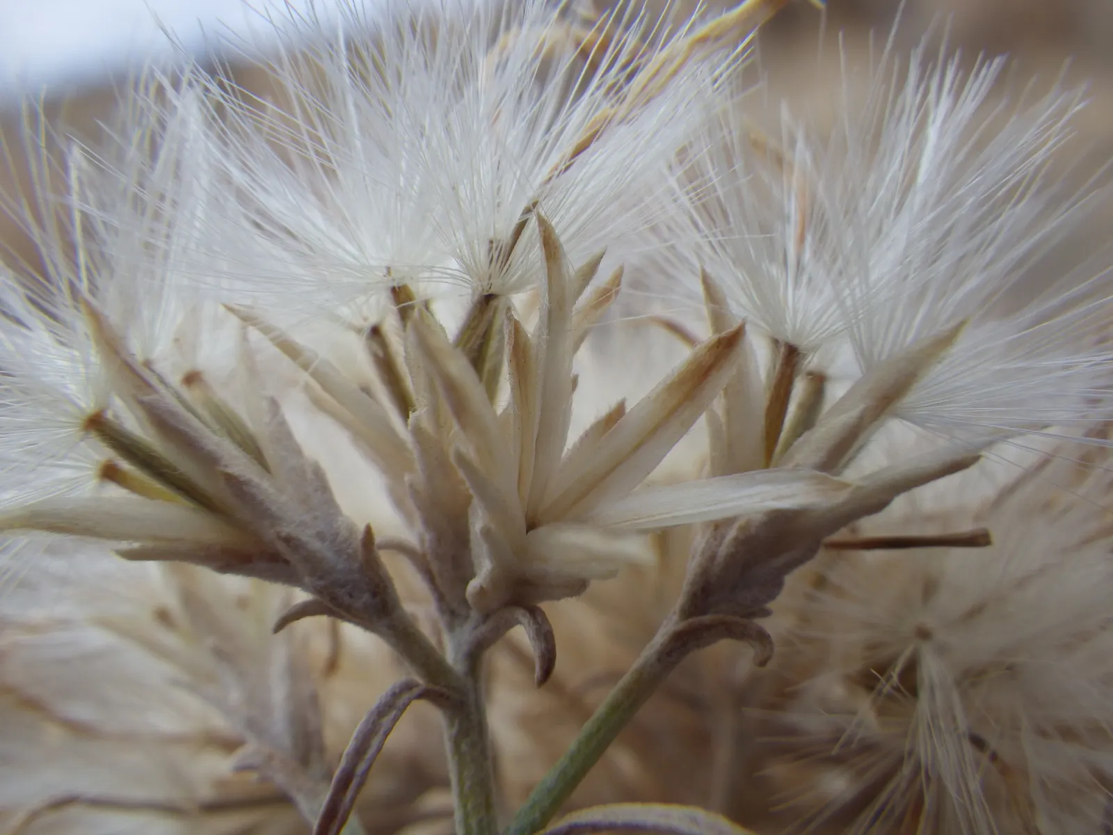 Rubber Rabbitbrush (Chrysothamnus Nauseosus) — demonstrating its adaptability to a wide range of temperatures; limited maintenance is required