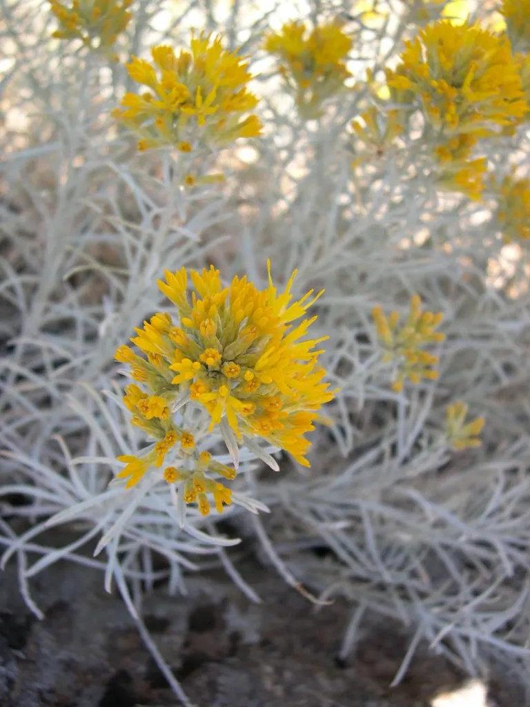 Rubber Rabbitbrush (Chrysothamnus Nauseosus) — sandy or rocky conditions.<br><br>When incorporating Rubber Rabbitbrush into a design; shrub for full