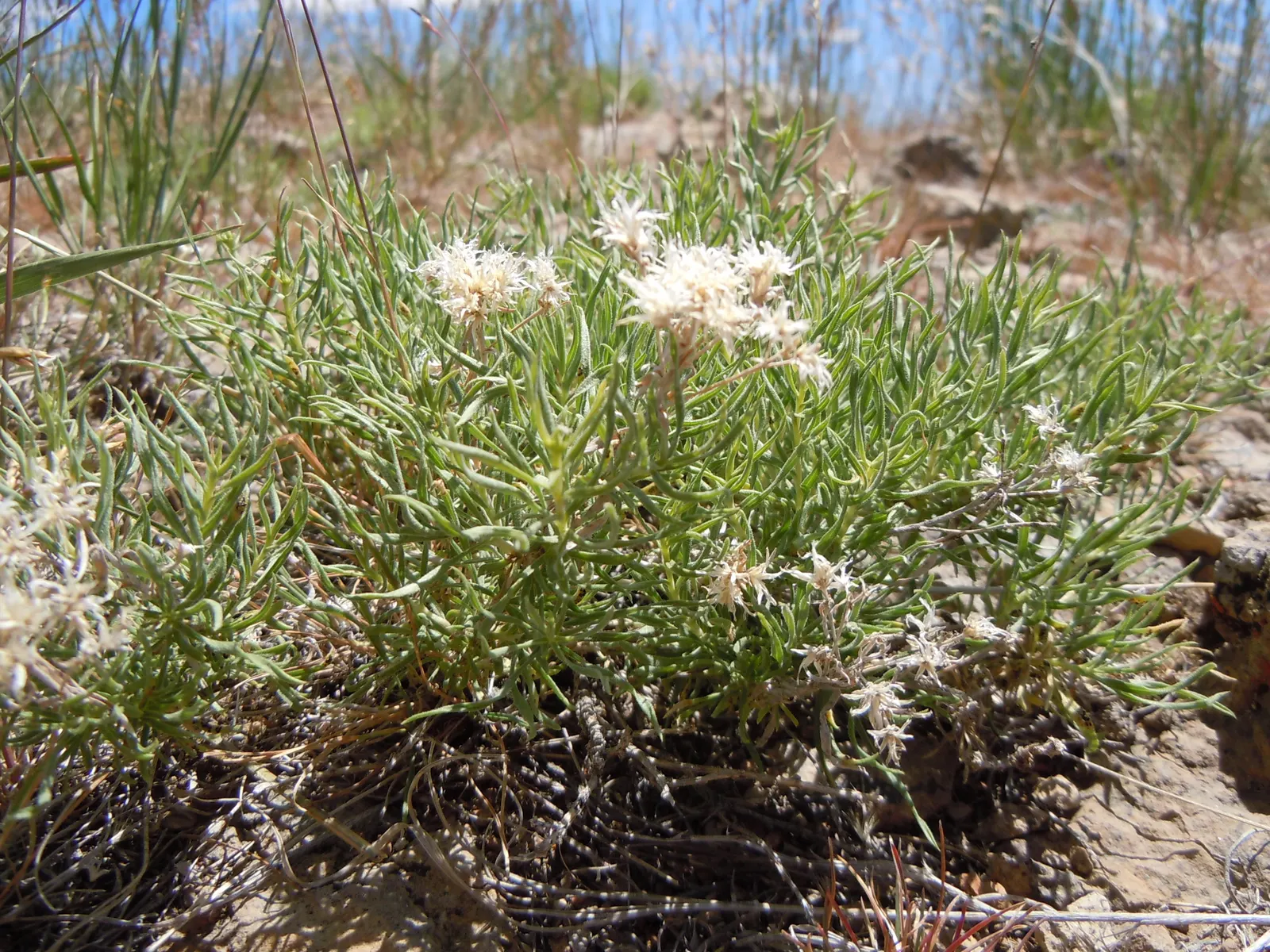 Rubber Rabbitbrush (Chrysothamnus Nauseosus) — the Rubber Rabbitbrush thrives in USDA hardiness zones 4 through 9; making it a dual-purpose choice in a