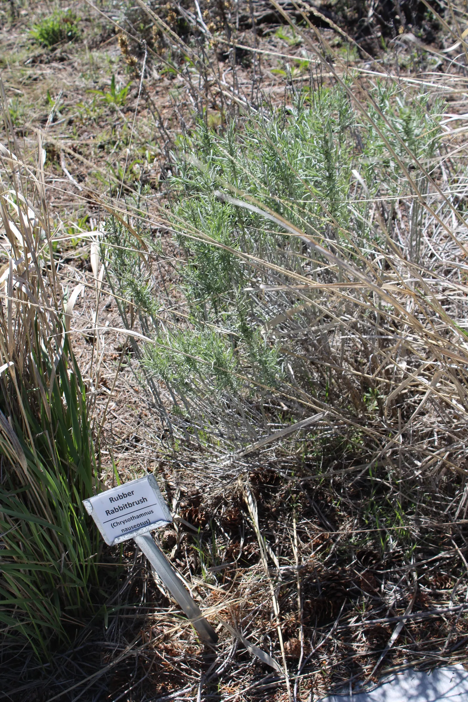 Rubber Rabbitbrush (Chrysothamnus Nauseosus) — scientifically referred to as Chrysothamnus nauseosus