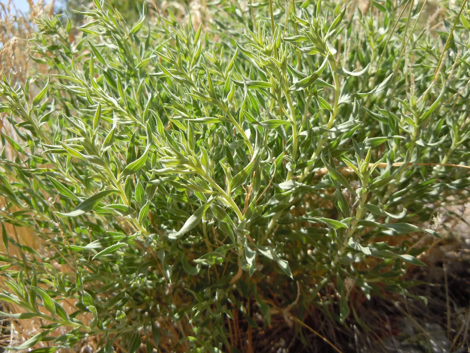 Rubber Rabbitbrush (Chrysothamnus Nauseosus) — gray-green foliage and erect form provide year-round interest