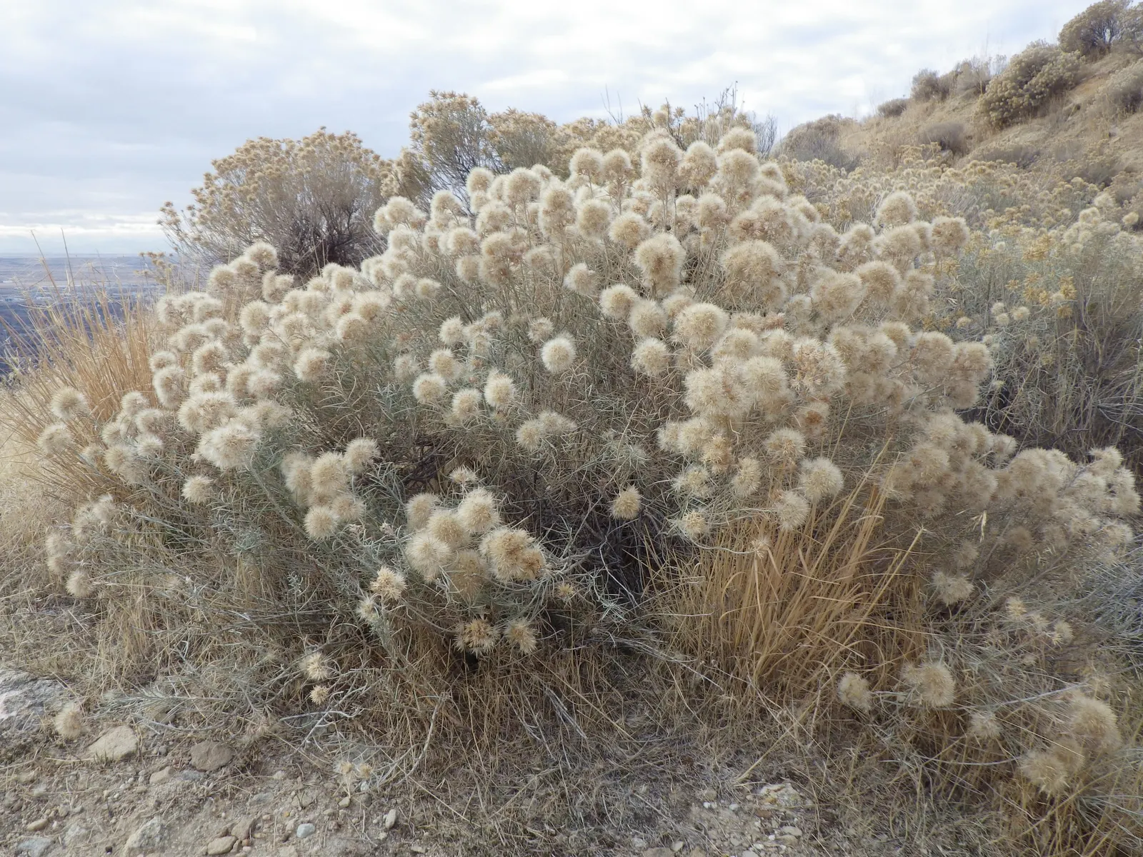 Rubber Rabbitbrush (Chrysothamnus Nauseosus) — though it favors well-drained