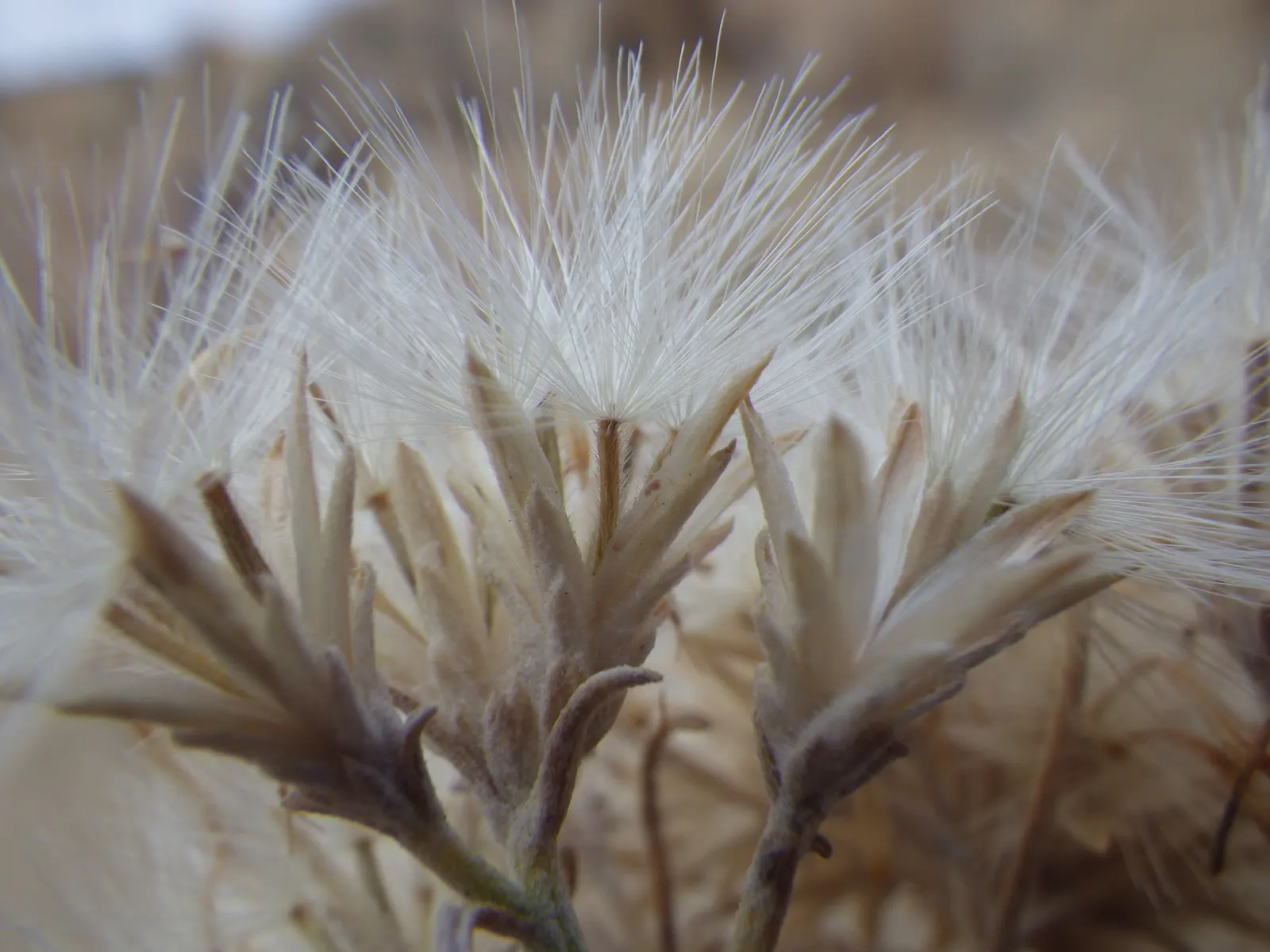 Rubber Rabbitbrush (Chrysothamnus Nauseosus) — Its soil needs are not stringent