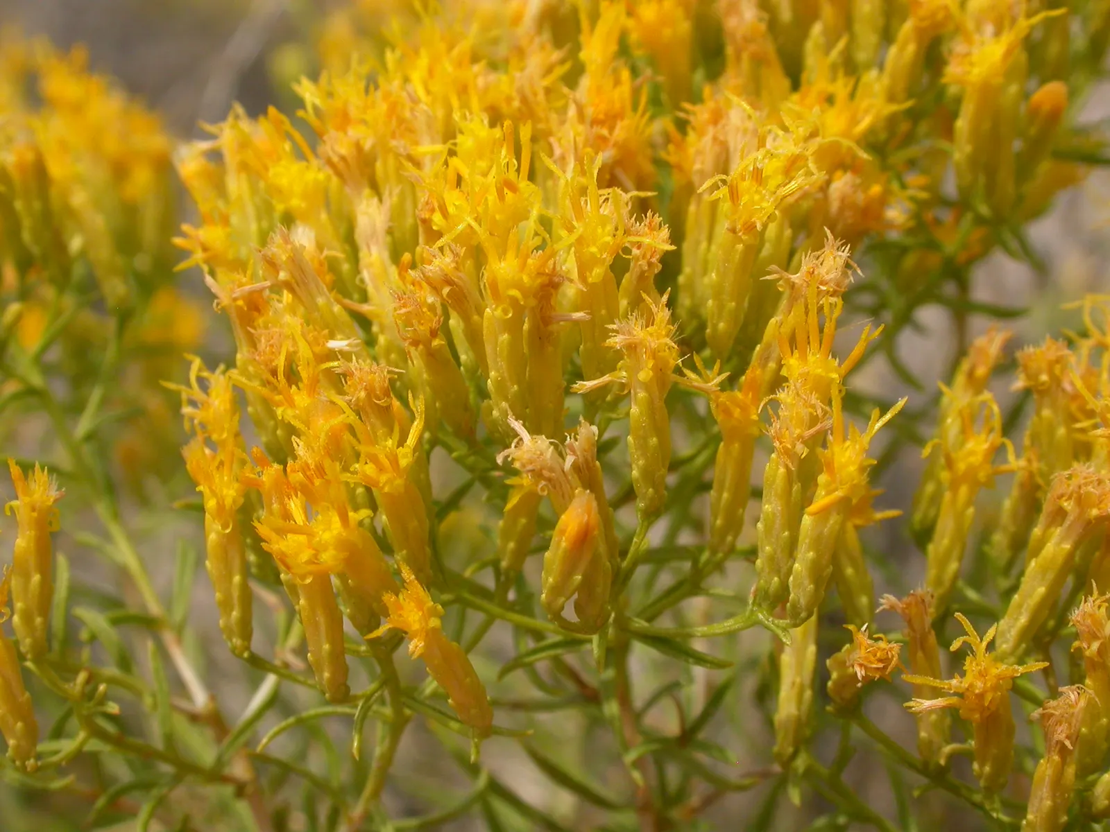 Rubber Rabbitbrush (Chrysothamnus Nauseosus) — The plant prefers full sun exposure and is extremely drought-tolerant once established; this drought-tolerant