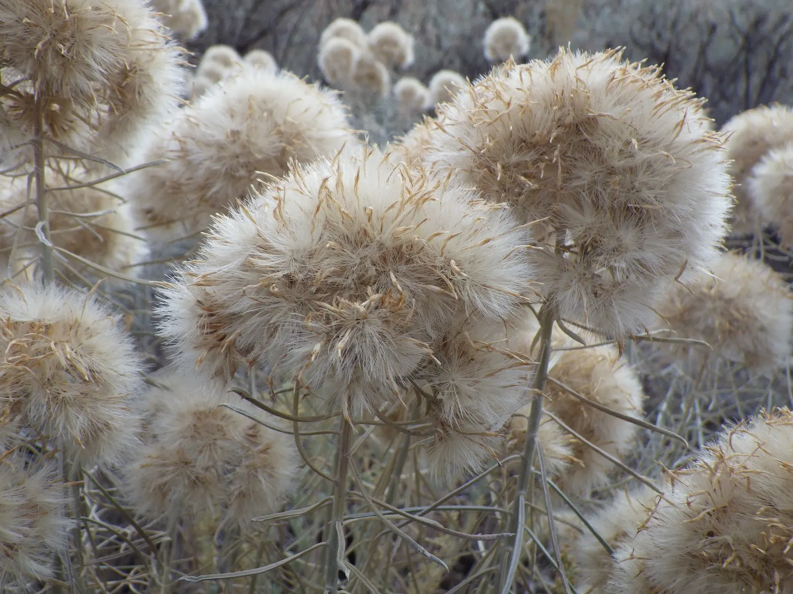 Rubber Rabbitbrush (Chrysothamnus Nauseosus) — Space plants approximately 5 to 6 feet apart