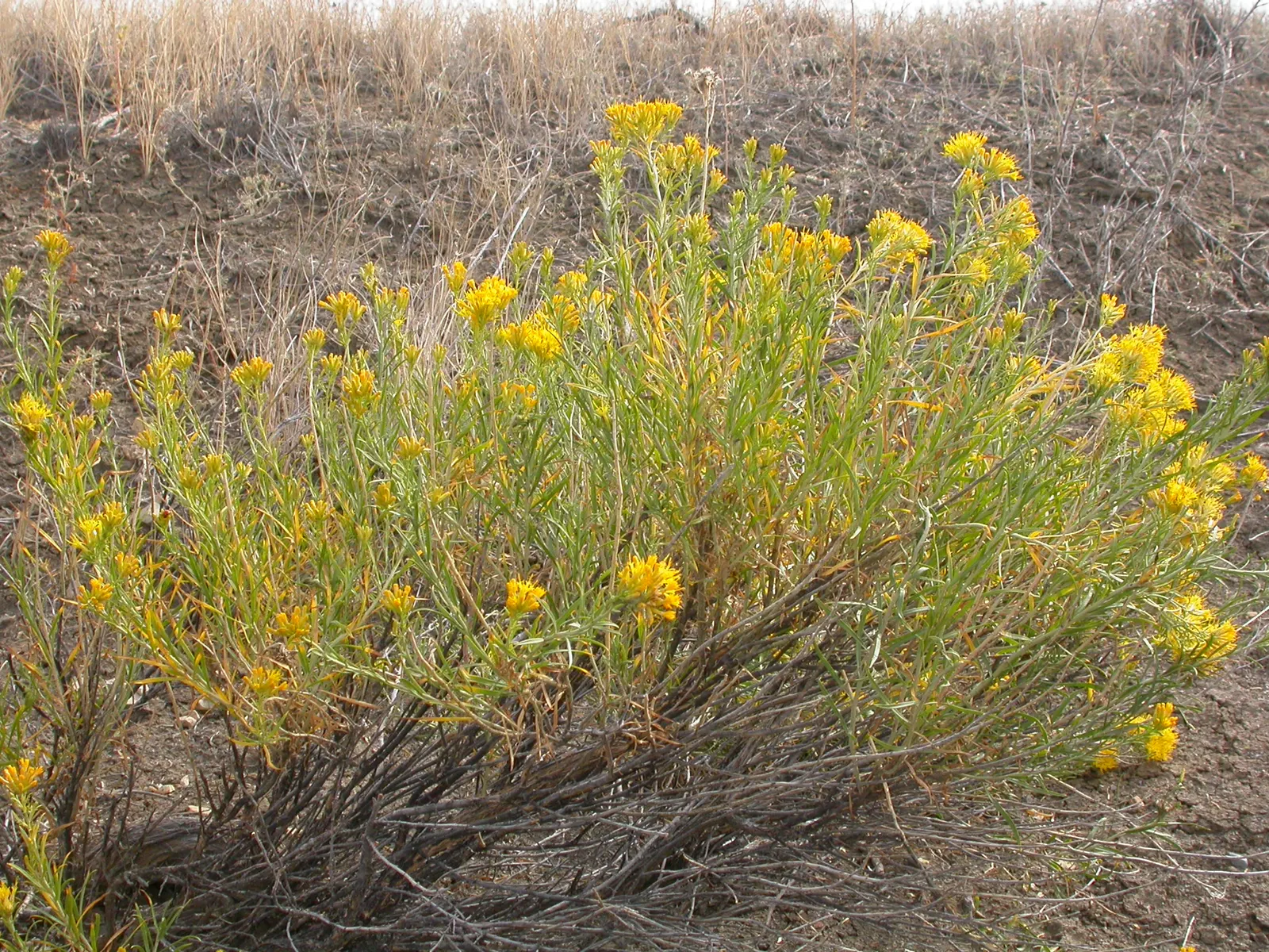 Rubber Rabbitbrush (Chrysothamnus Nauseosus) — Rubber Rabbitbrush (Chrysothamnus nauseosus) is a robust perennial shrub, standing 3-5 ft tall