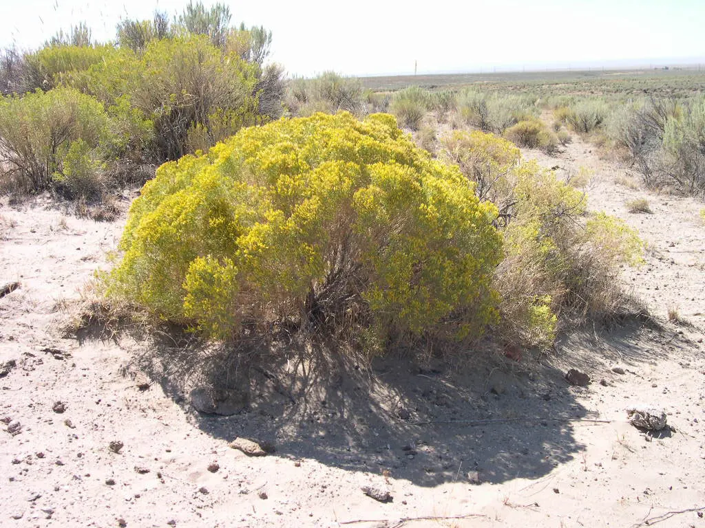 Rubber Rabbitbrush (Chrysothamnus Nauseosus) — though it favors well-drained; sandy or rocky conditions.<br><br>When incorporating Rubber Rabbitbrush into a