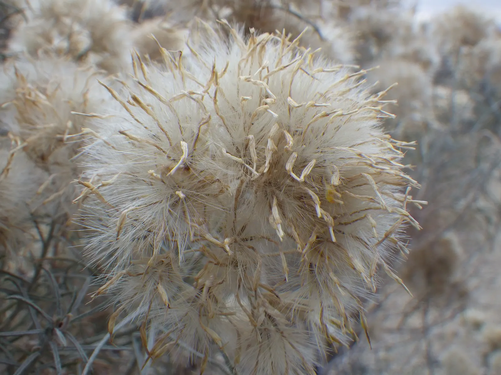 Rubber Rabbitbrush (Chrysothamnus Nauseosus) — shrub with yellow blooms