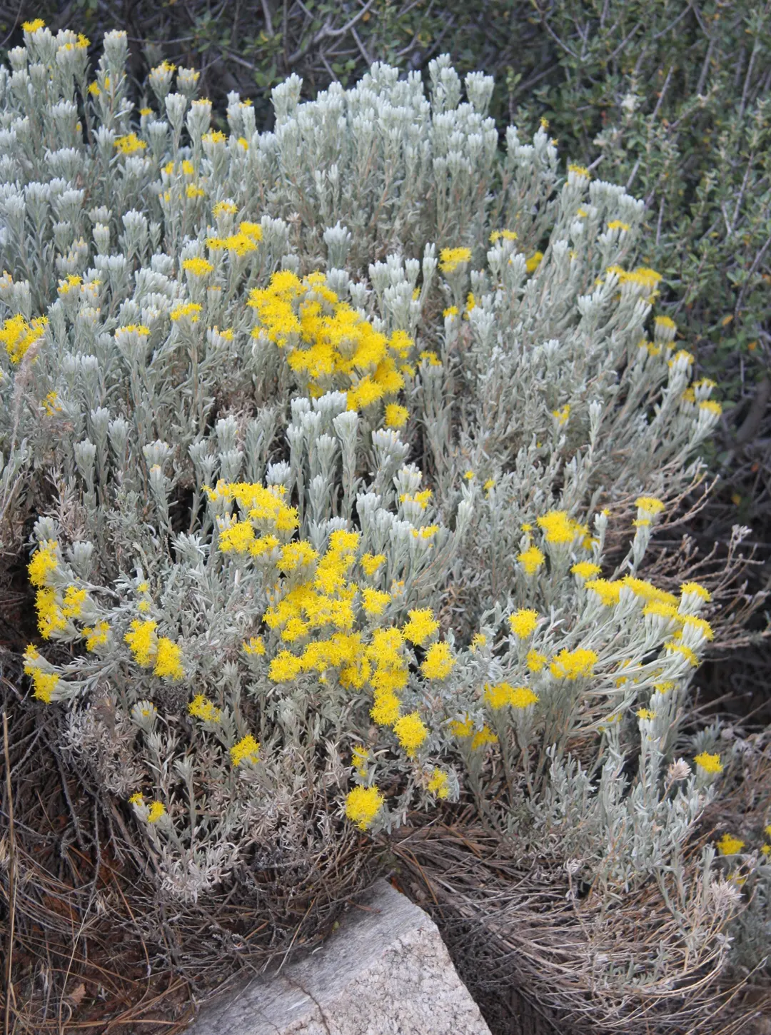 Rubber Rabbitbrush (Chrysothamnus Nauseosus) — as it can flourish in poor soil types