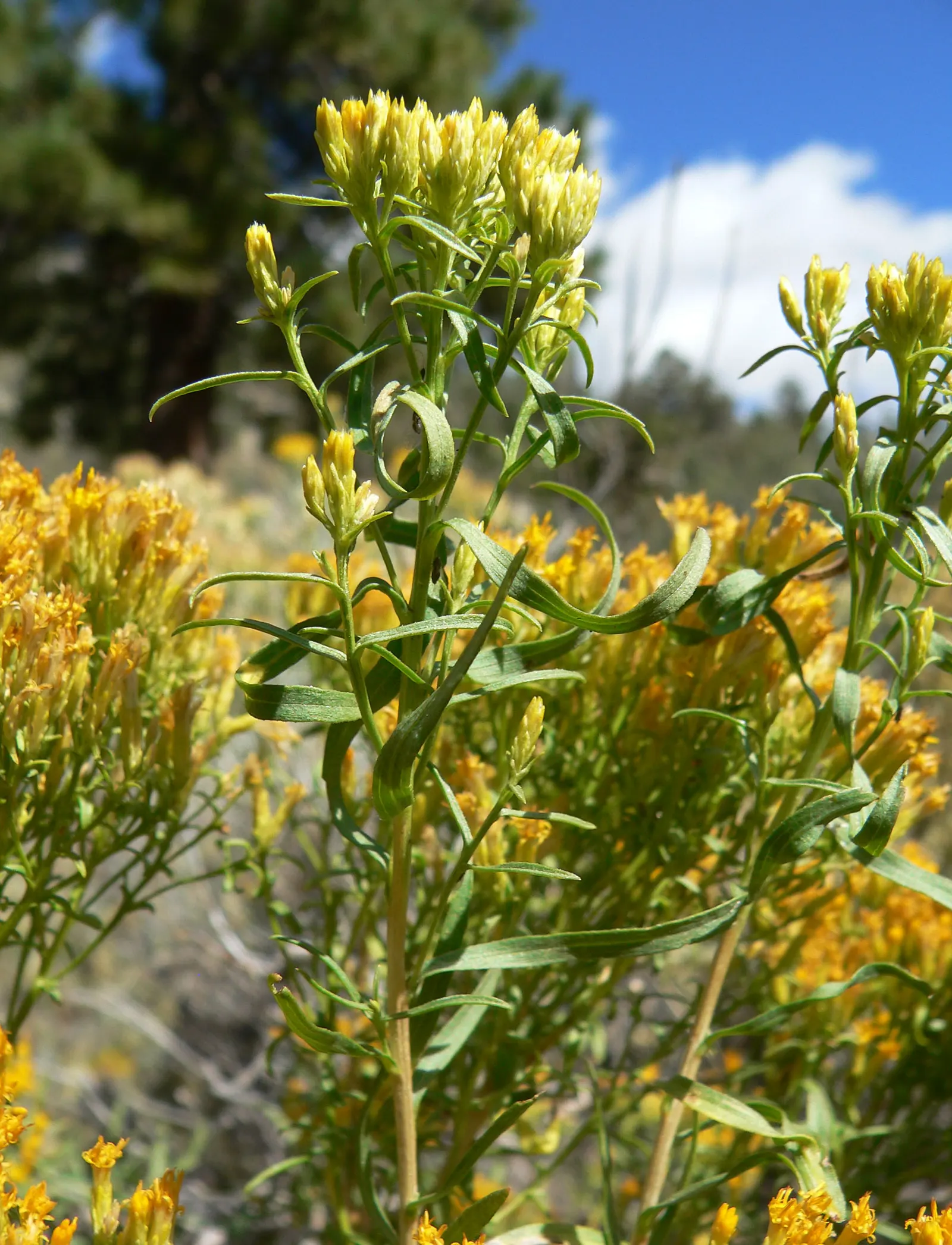 Rubber Rabbitbrush (Chrysothamnus Nauseosus) — which is a landscaping style requiring minimal irrigation.<br><br>With an extensive root system; the Rubber