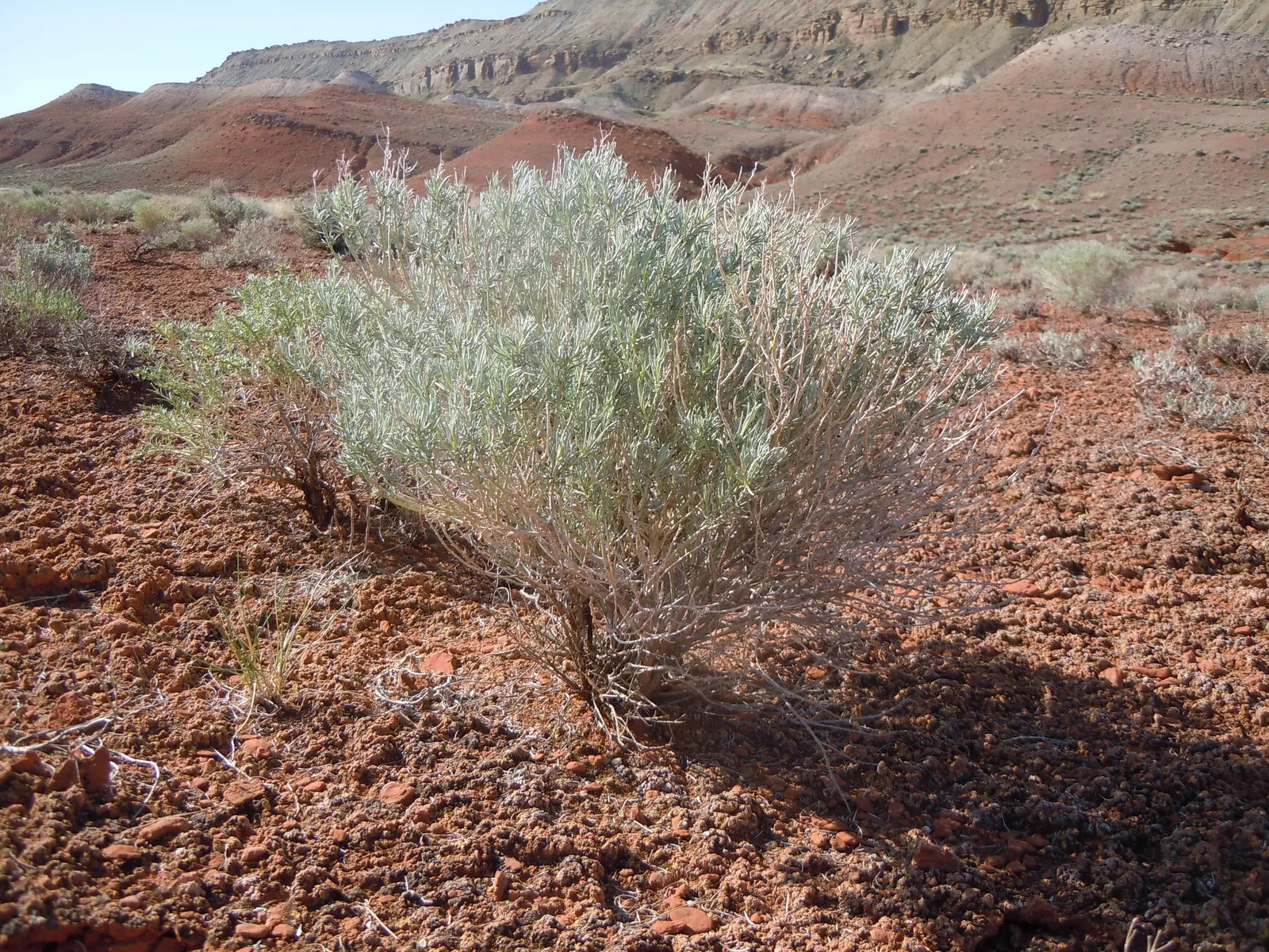 Rubber Rabbitbrush (Chrysothamnus Nauseosus) — making it a dual-purpose choice in a landscape design where functionality meets aesthetics