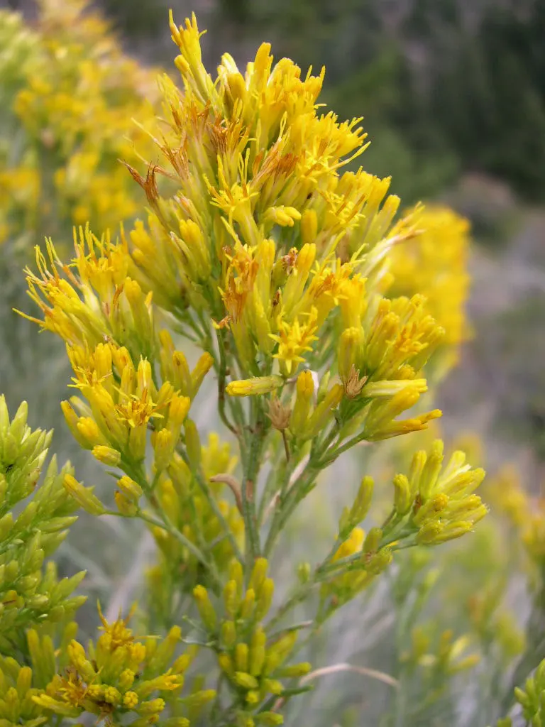 Rubber Rabbitbrush (Chrysothamnus Nauseosus) — which is a landscaping style requiring minimal irrigation.<br><br>With an extensive root system