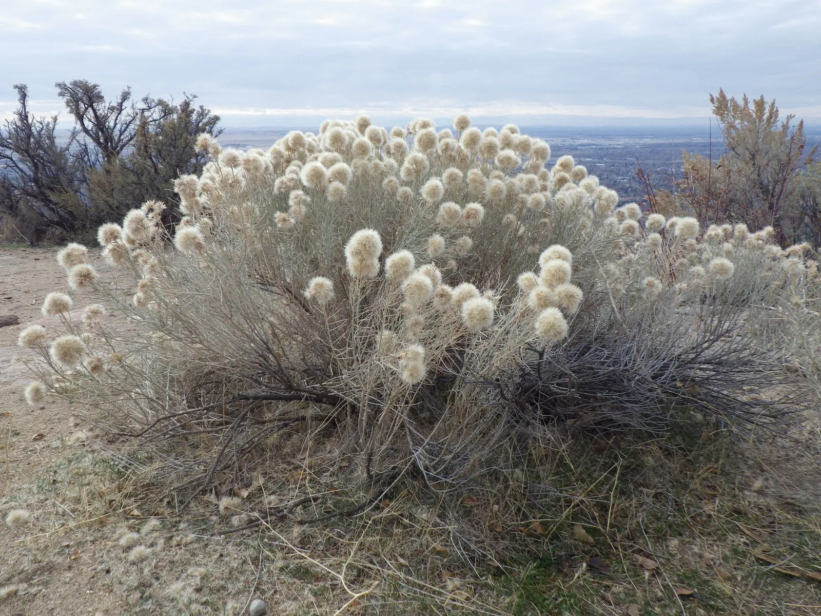 Rubber Rabbitbrush (Chrysothamnus Nauseosus) — consider its mature size to prevent overcrowding