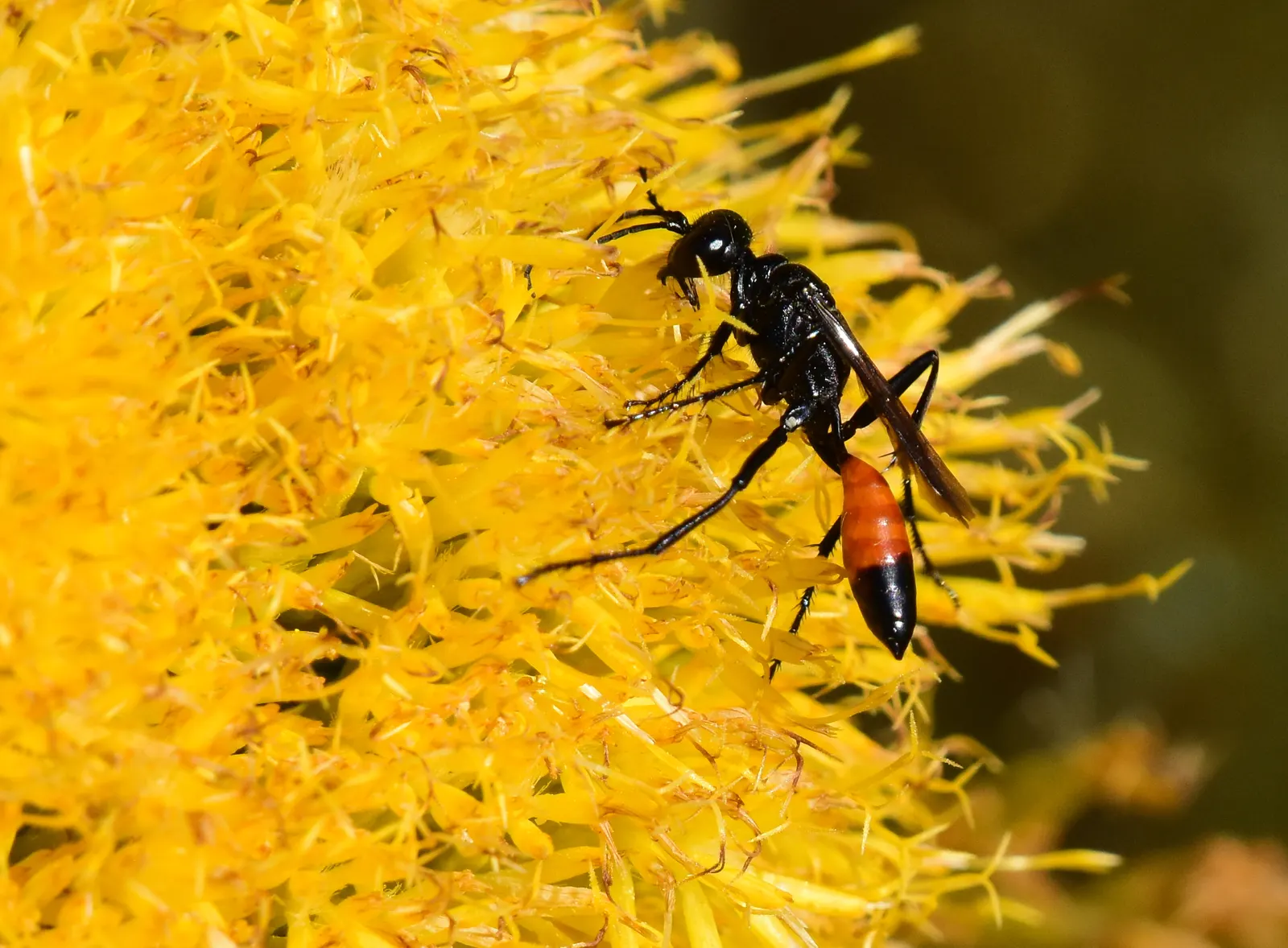 Rubber Rabbitbrush (Chrysothamnus Nauseosus) — it is suitable for soil stabilization and erosion control; as it can flourish in poor soil types