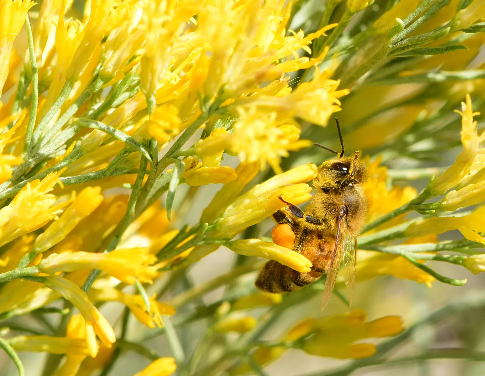 Rubber Rabbitbrush (Chrysothamnus Nauseosus) — with minimal maintenance required; scientifically referred to as Chrysothamnus nauseosus