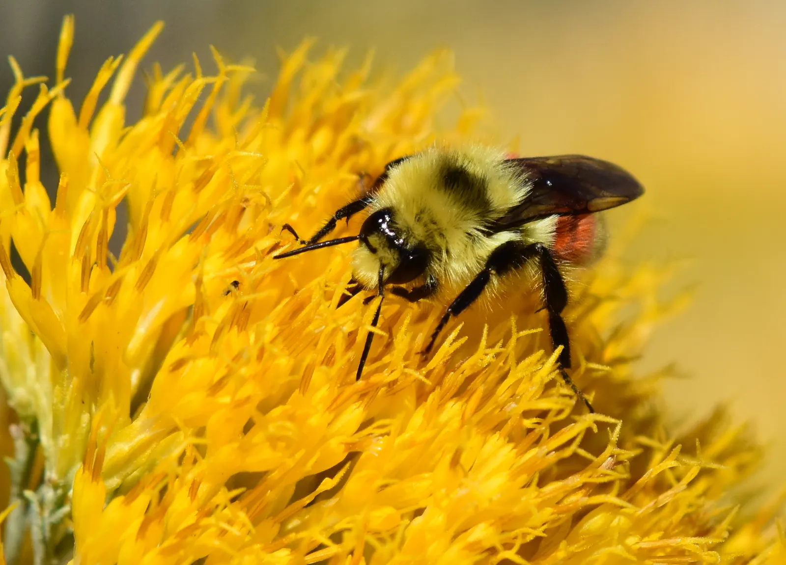 Rubber Rabbitbrush (Chrysothamnus Nauseosus) — which bloom profusely in the late summer through fall