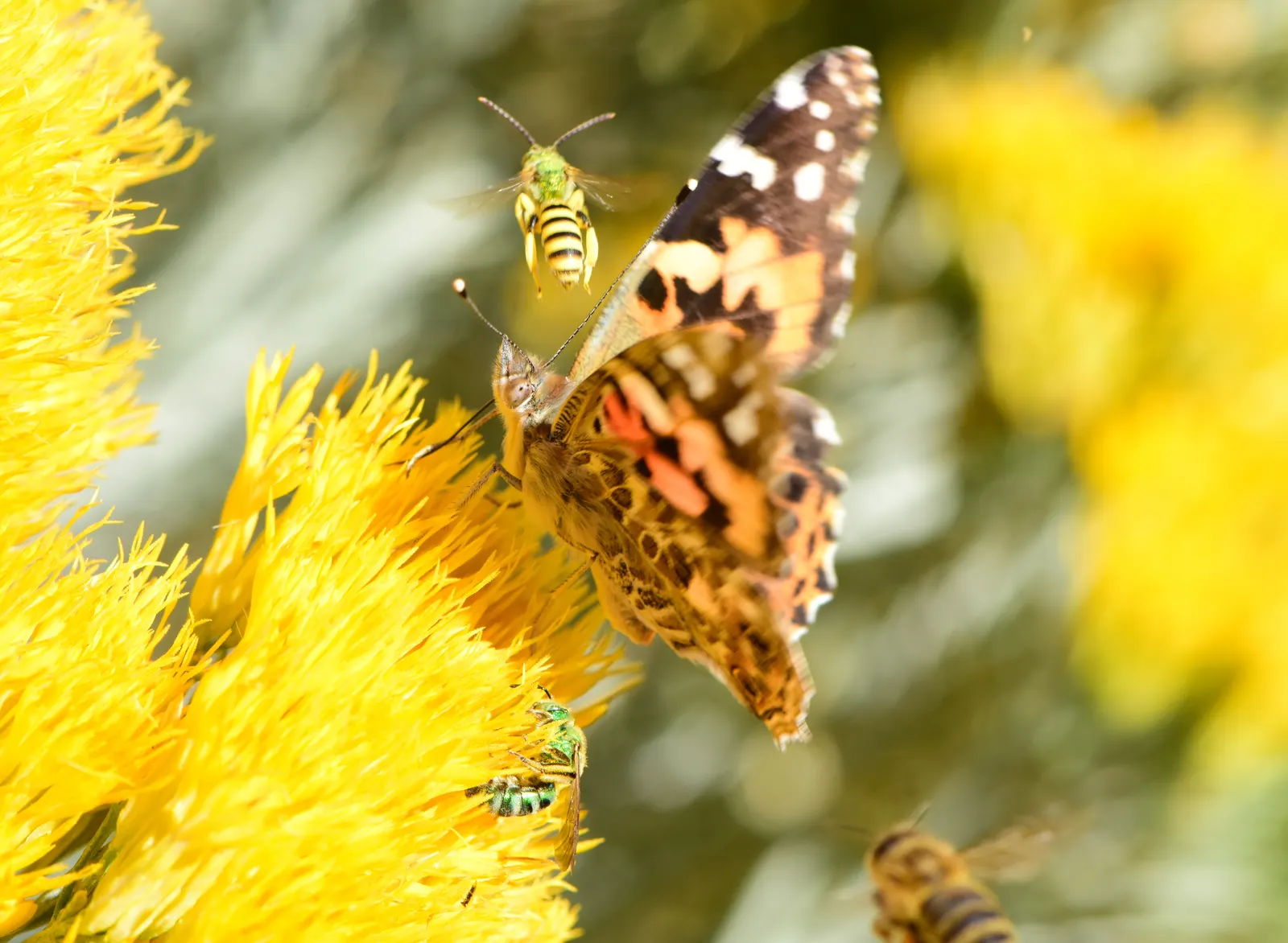 Rubber Rabbitbrush (Chrysothamnus Nauseosus) — shrub for full