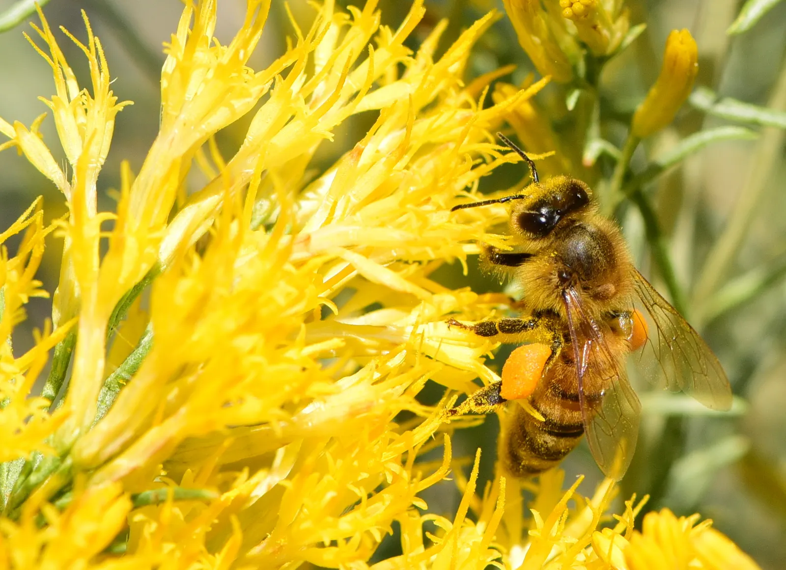 Rubber Rabbitbrush (Chrysothamnus Nauseosus) — is a resilient and hardy perennial shrub native to the arid regions of the western United States; consider its