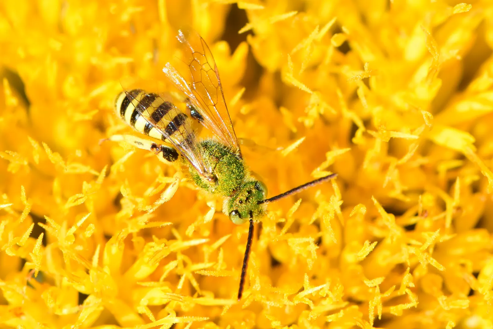 Rubber Rabbitbrush (Chrysothamnus Nauseosus) — This drought-tolerant native prefers full sun and well-drained soils, making it ideal for xeriscaping; though it