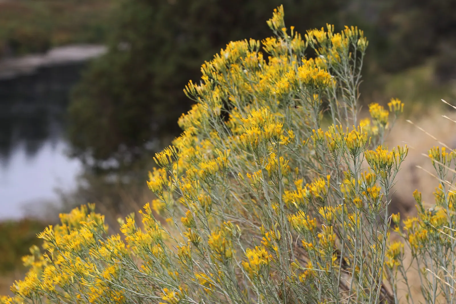 Rubber Rabbitbrush (Chrysothamnus Nauseosus) — is a resilient and hardy perennial shrub native to the arid regions of the western United States