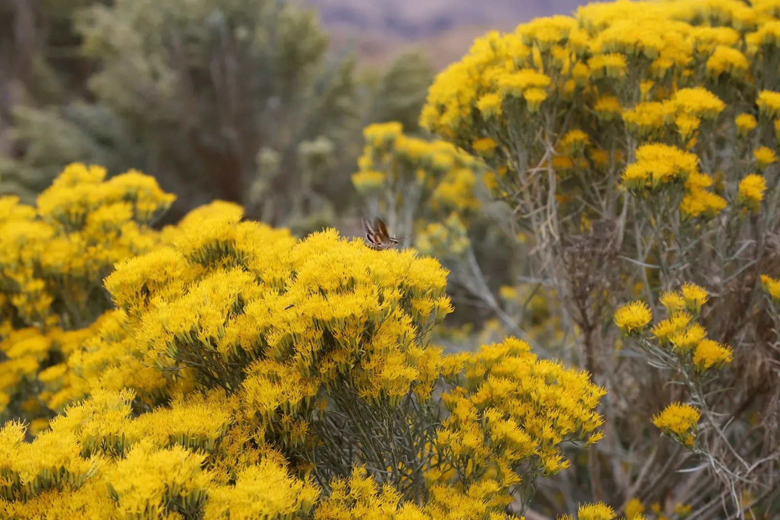 Rubber Rabbitbrush (Chrysothamnus Nauseosus) — This drought-tolerant native prefers full sun and well-drained soils, making it ideal for xeriscaping