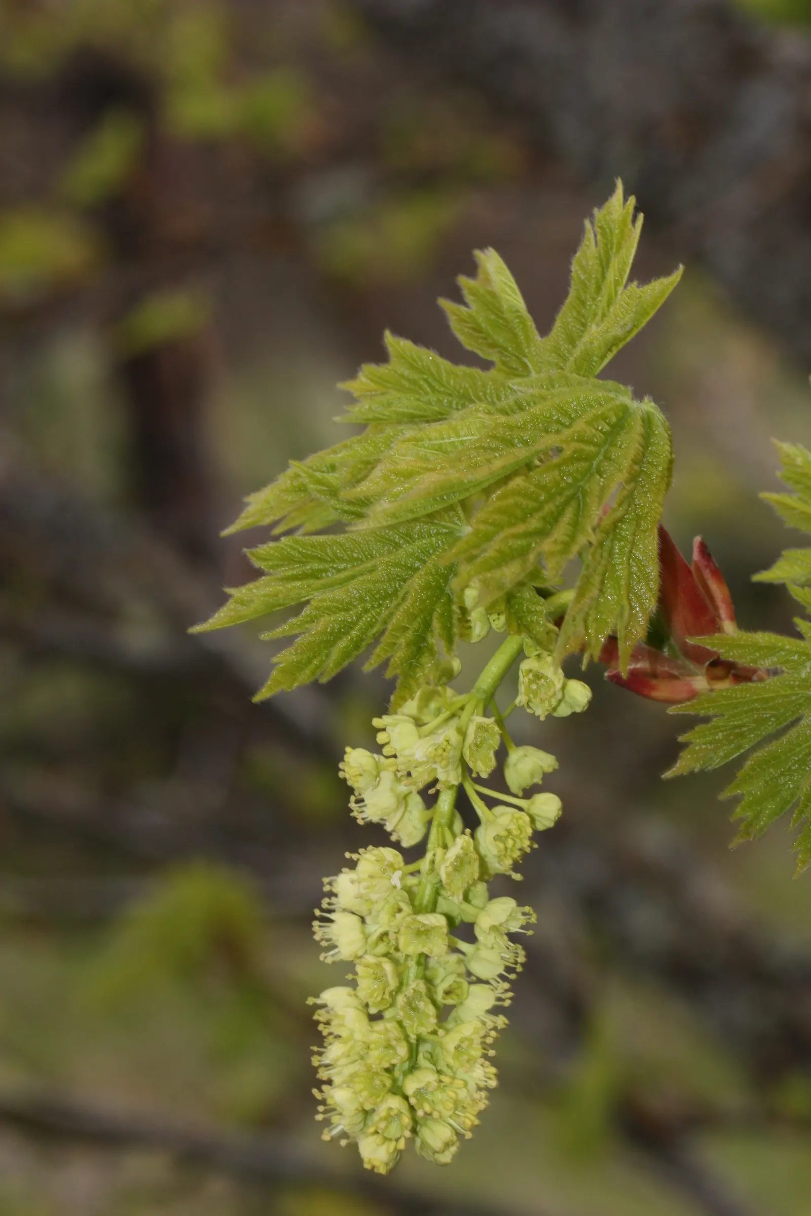 Bigleaf Maple (Acer Macrophyllum) — it rises to a commanding height of 50 to 100 feet with a canopy spread almost equally wide
