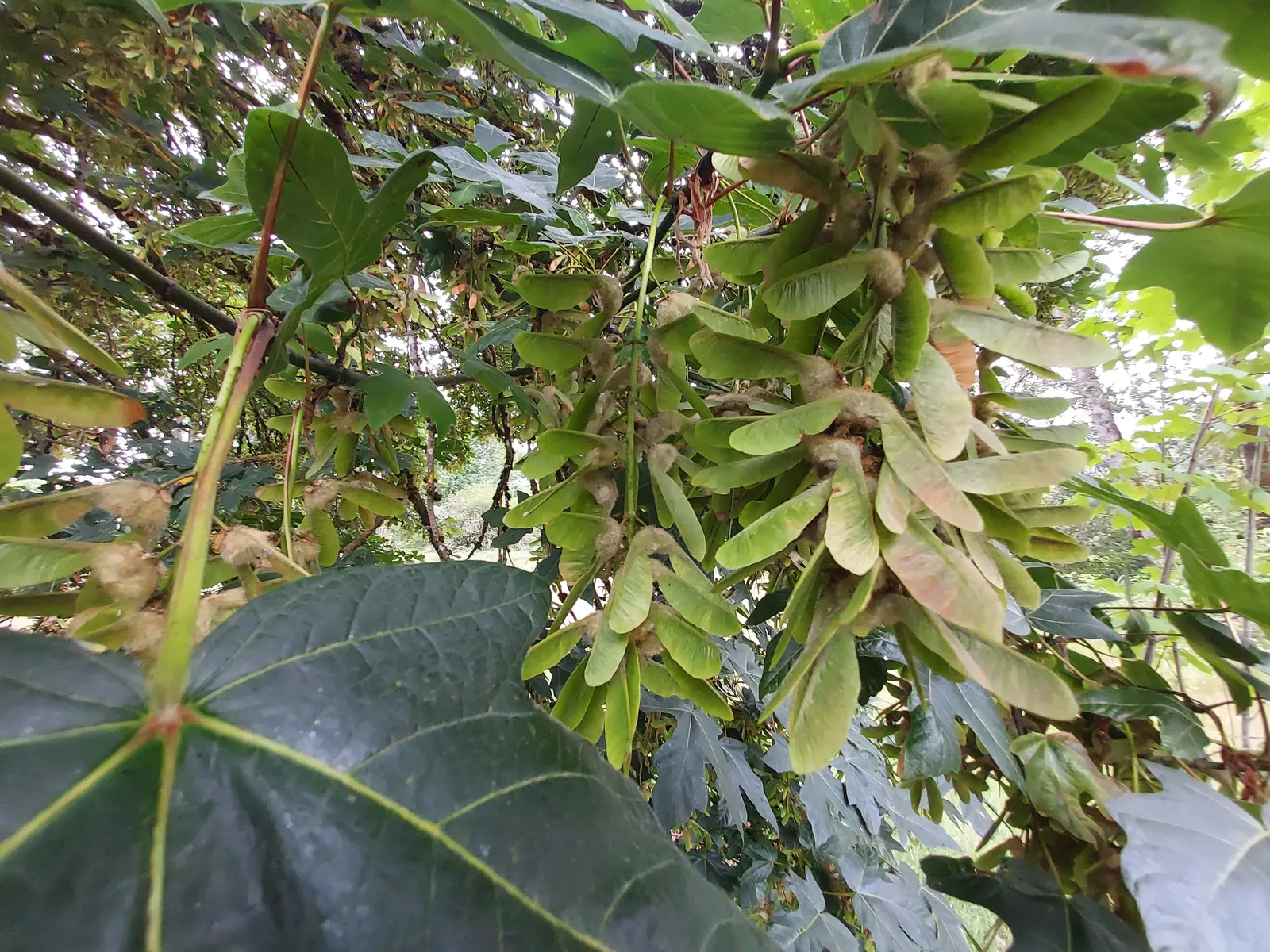 Bigleaf Maple (Acer Macrophyllum) — well-drained soils accompanied by full sun to partial shade exposure; tree for full or half or shade, image 71