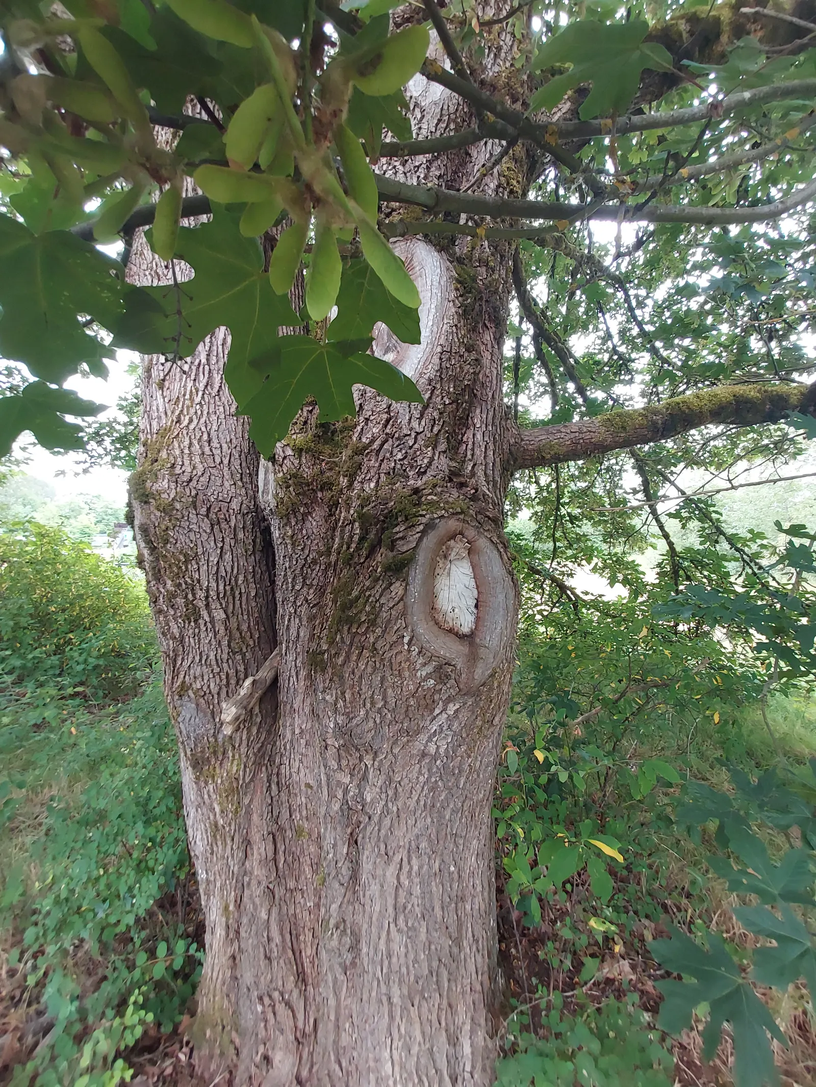 Bigleaf Maple (Acer Macrophyllum) — uniquely the largest among maples; spanning up to 12 inches across